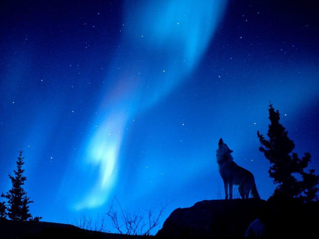 Wolf Howling At The Moon Wallpaper. coolstyle wallpaper