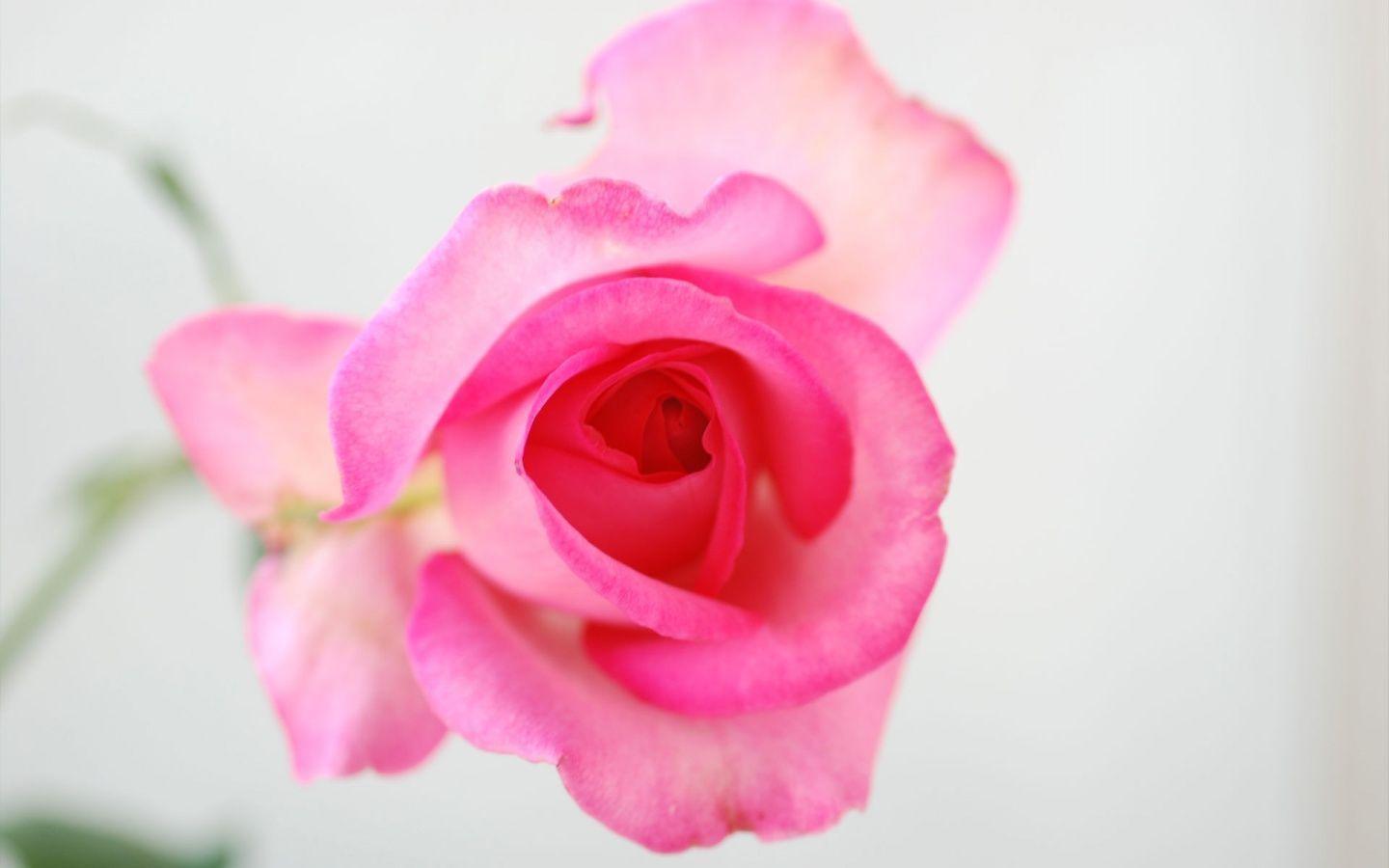Beautifull Flowers 2011: wedding rose background