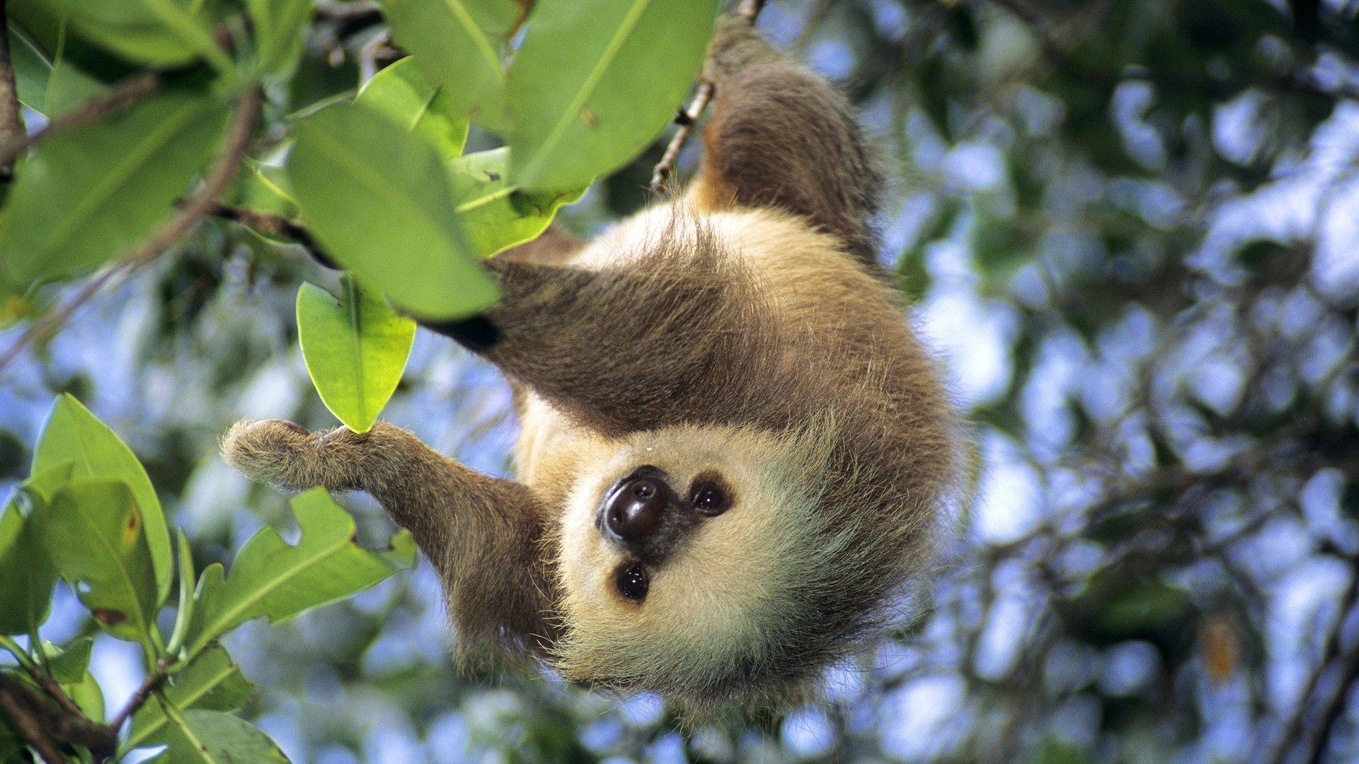 Sloth Desktop Wallpaper. Sloth Animal Picture
