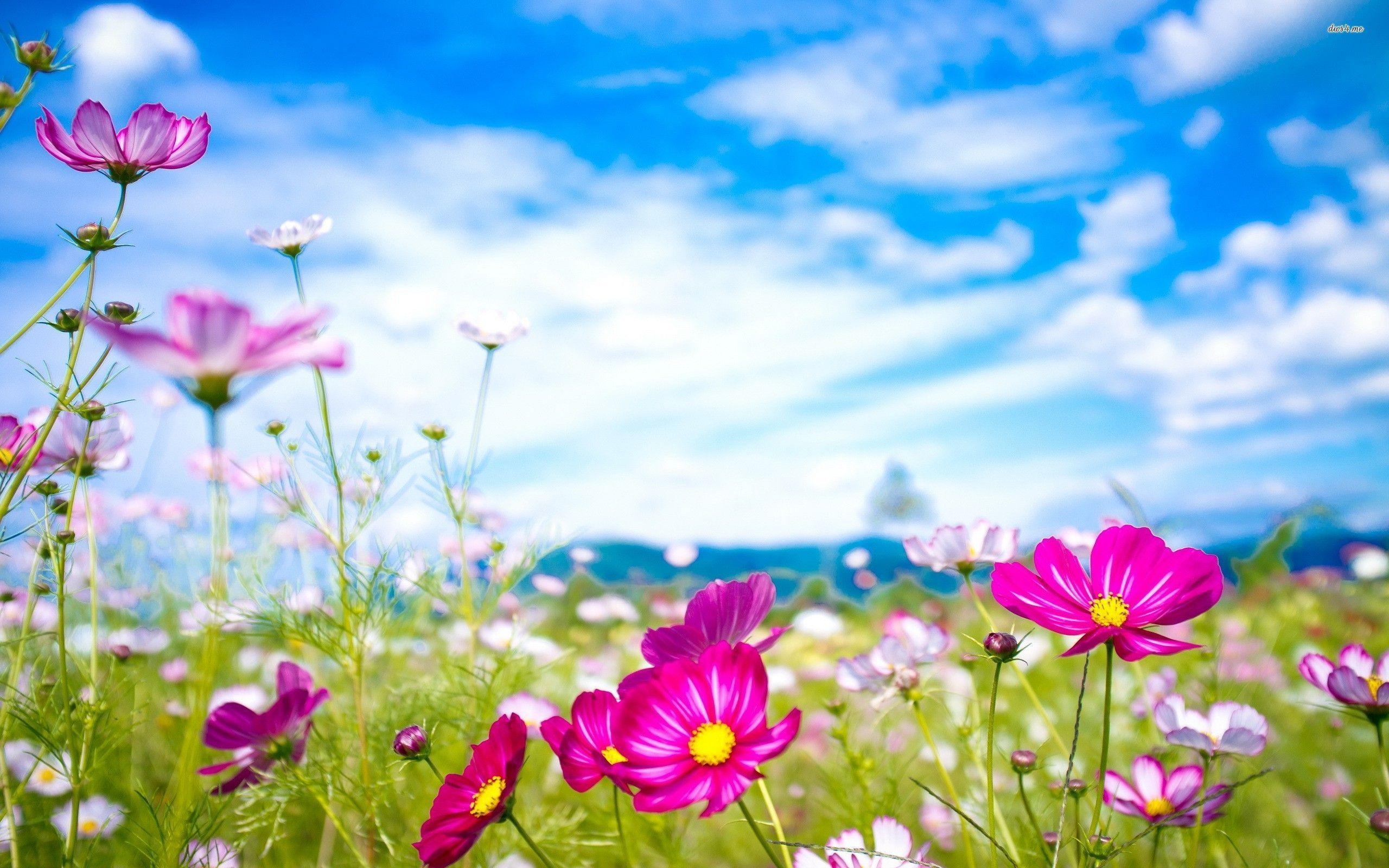 Flowers Background Photoshoot