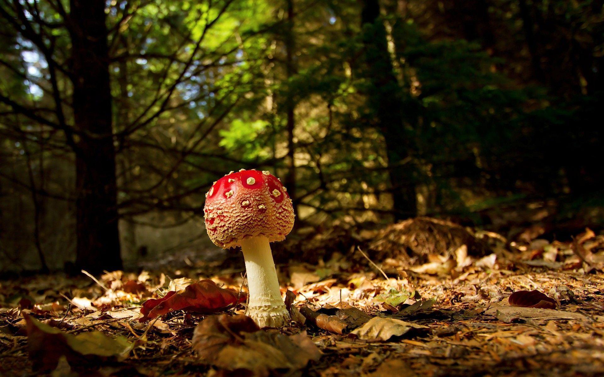 The Image of Nature Forest Mushrooms Macro Fresh HD Wallpaper