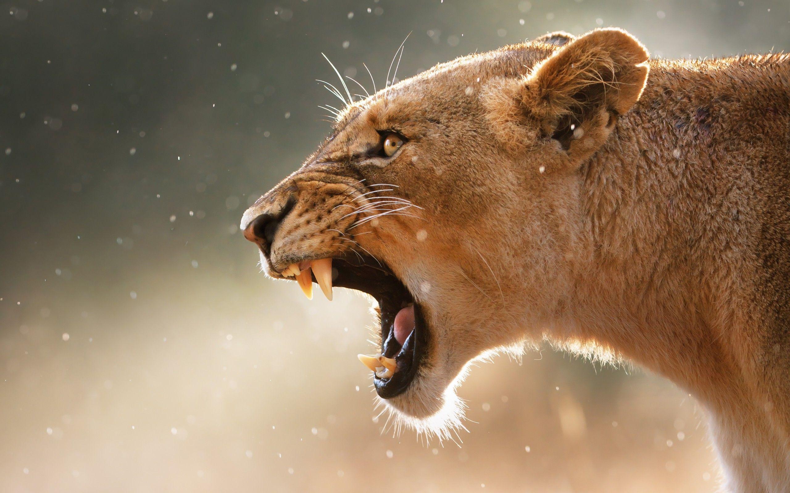 Lion, Fangs, Jaws, Lioness wallpaper and image