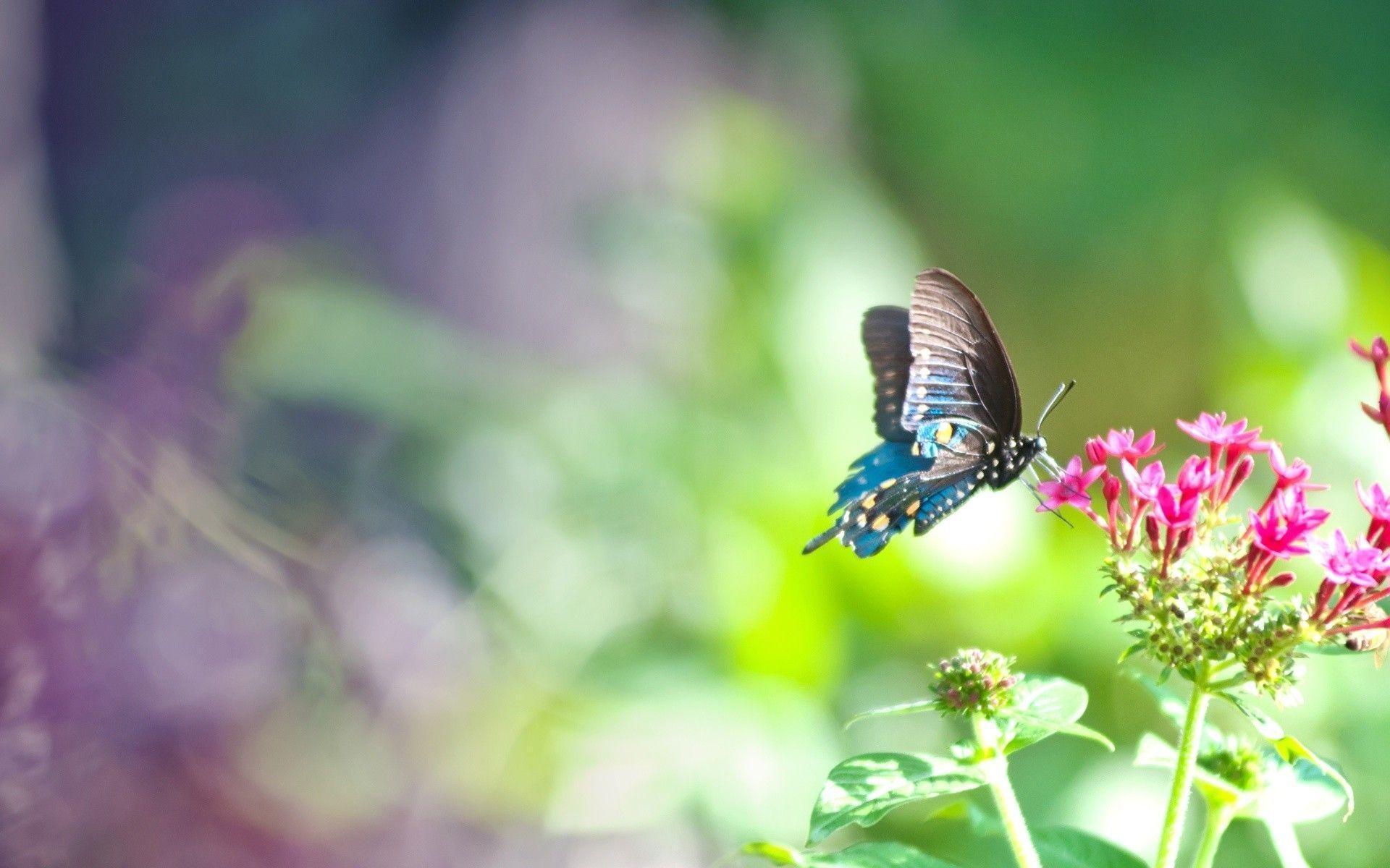 Wallpaper For > Blue And Green Butterfly Background