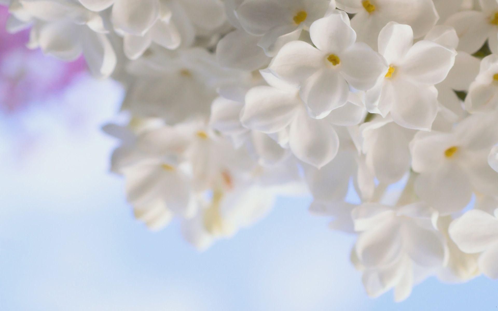 White Lilac / Nature / Screen Wallpaper