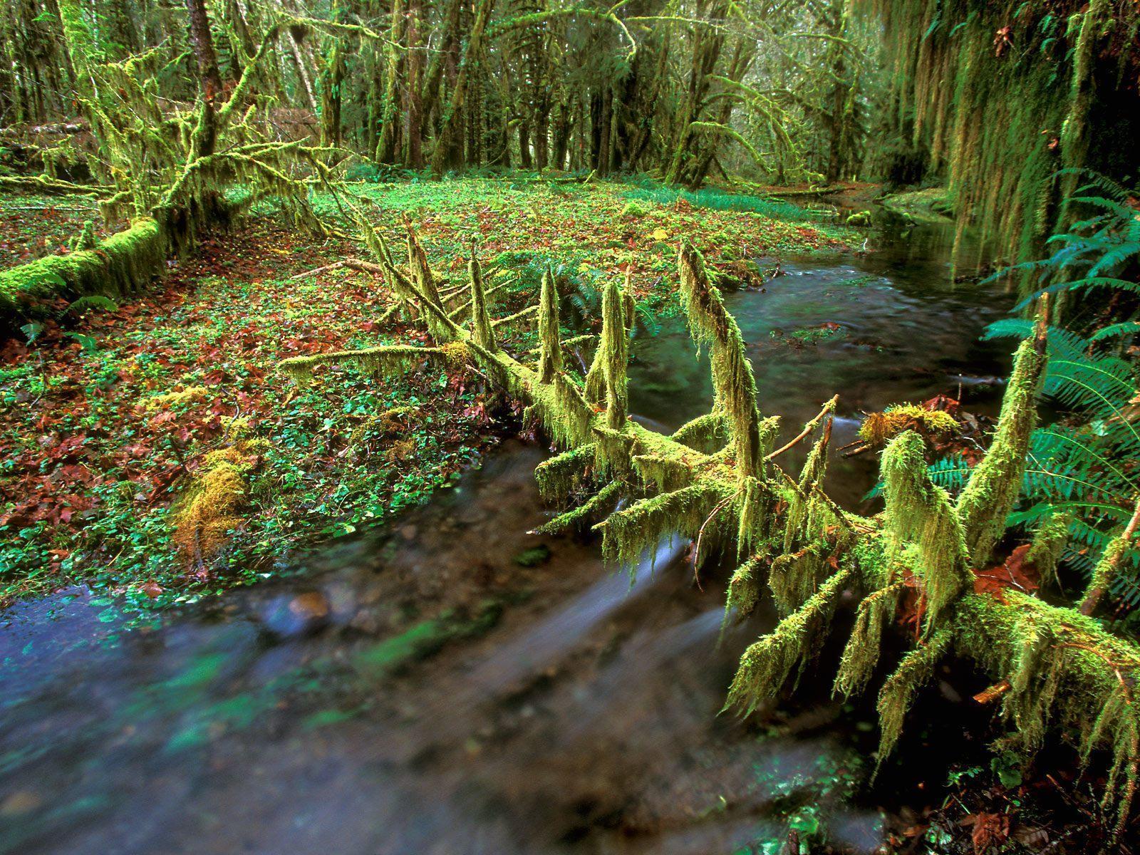 Quinault rainforest free desktop background wallpaper image