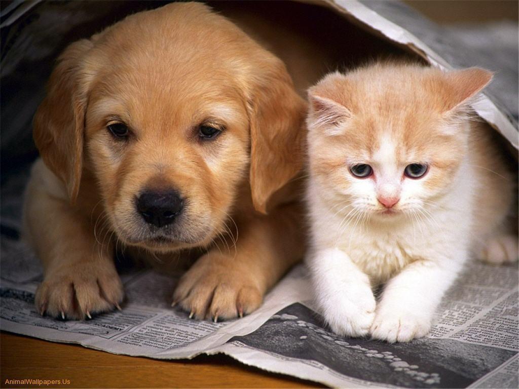 Puppy And Kitten Wallpaperual