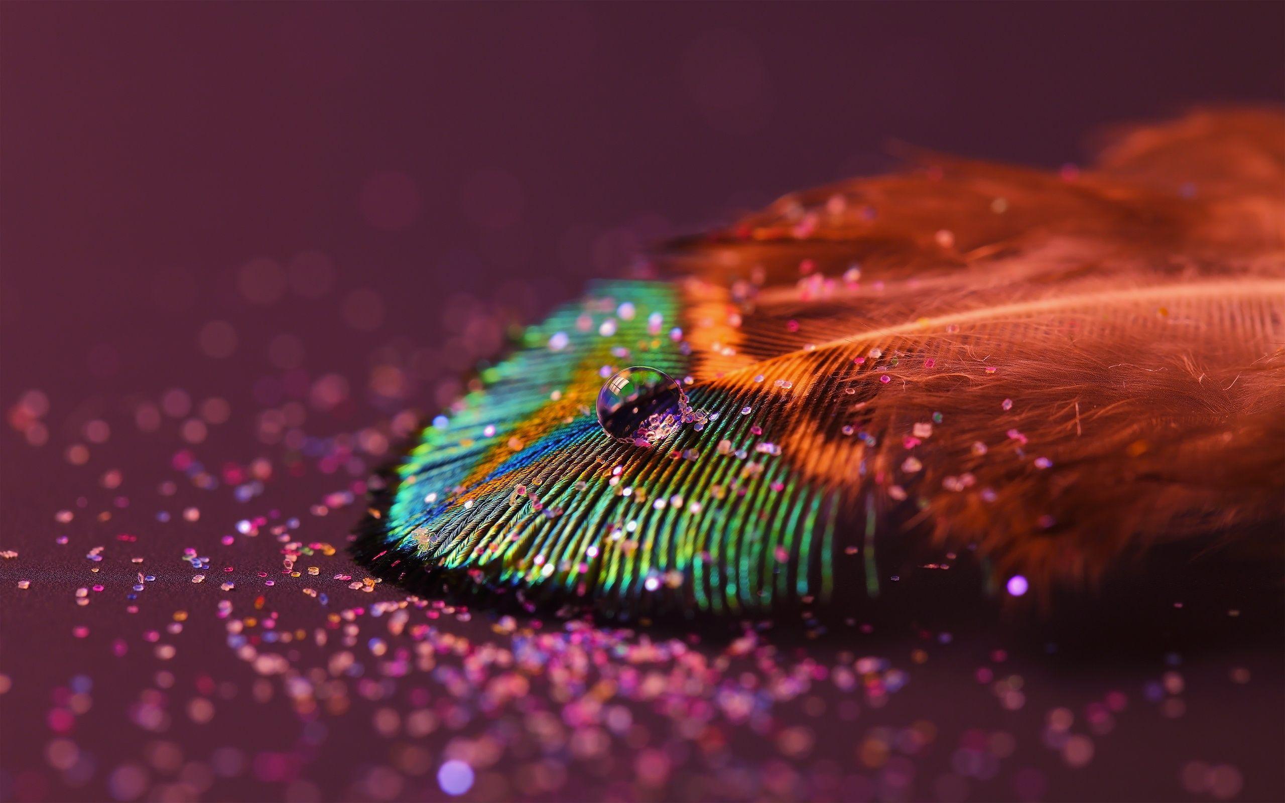 image For > Colorful Peacock Feather Wallpaper