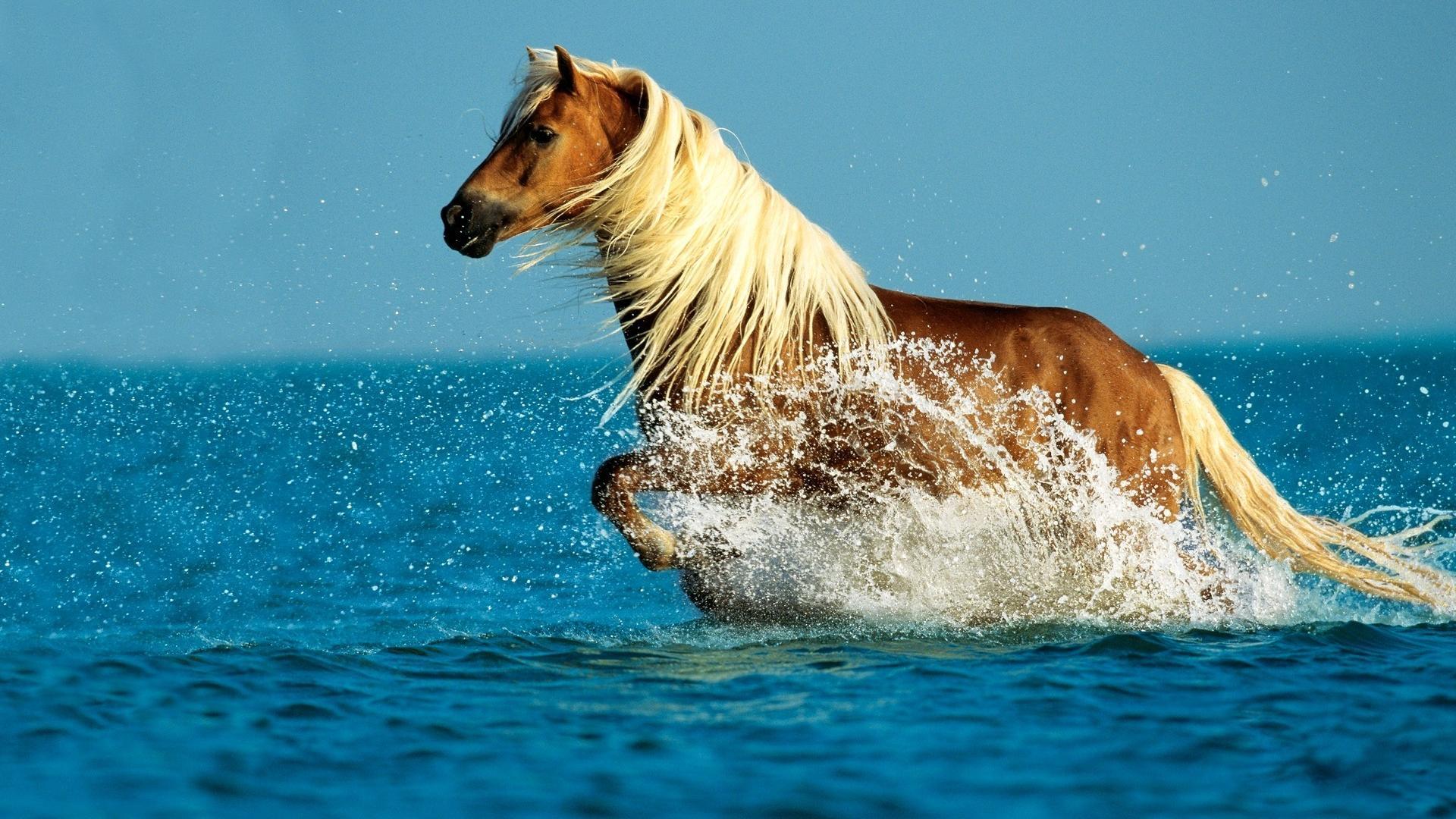 Horse Running In Sea Desktop Background