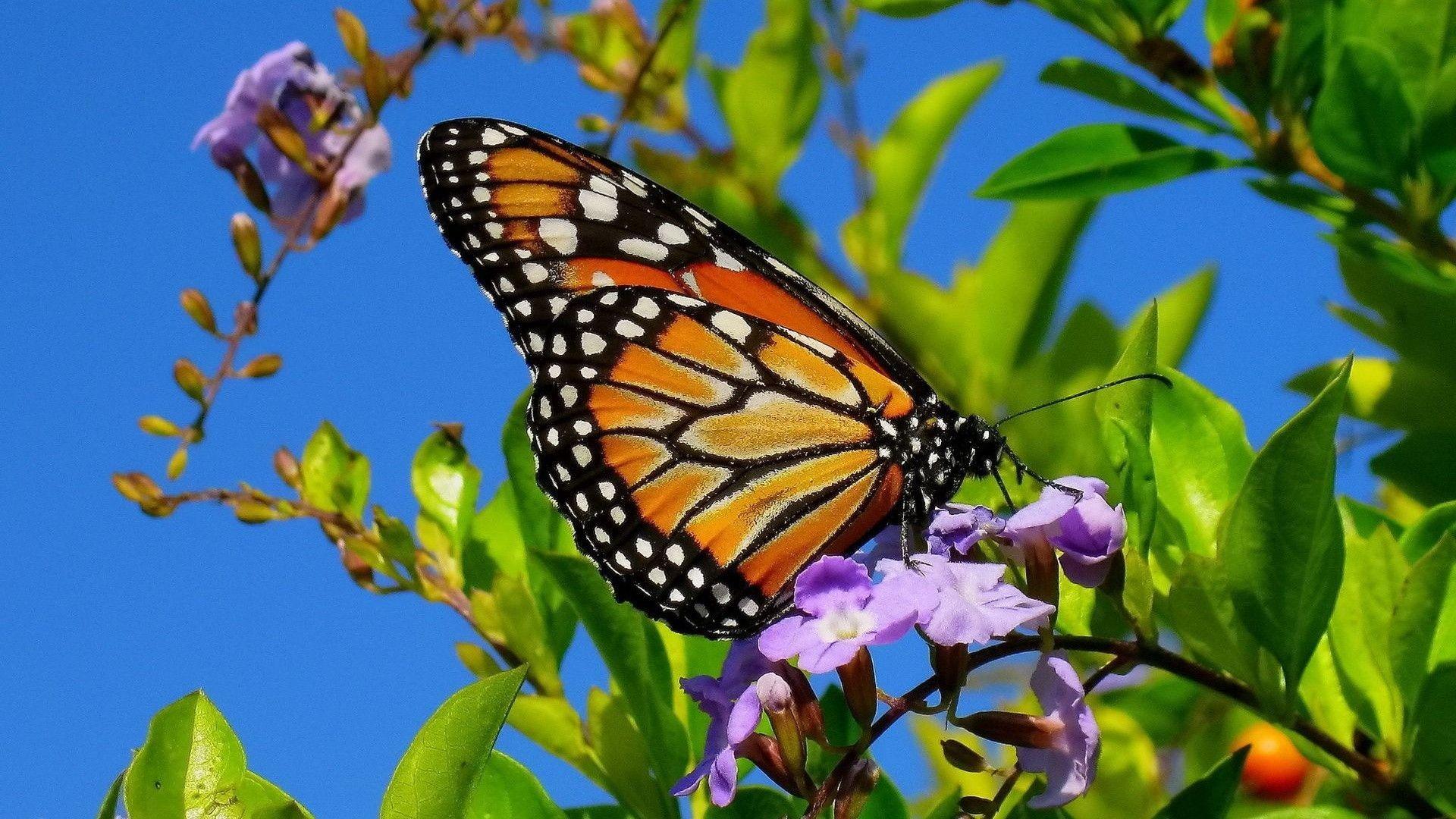 Download Free Monarch Butterfly on Purple Flowers Wallpaper. HD