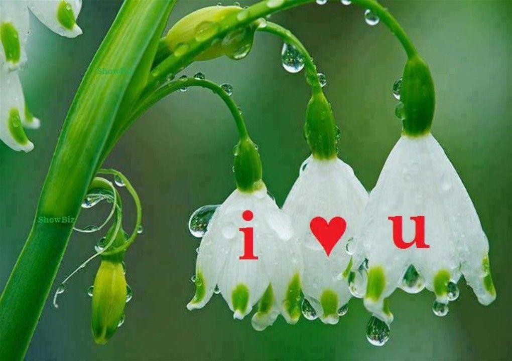 Beautiful Love Flower HD Wallpaper