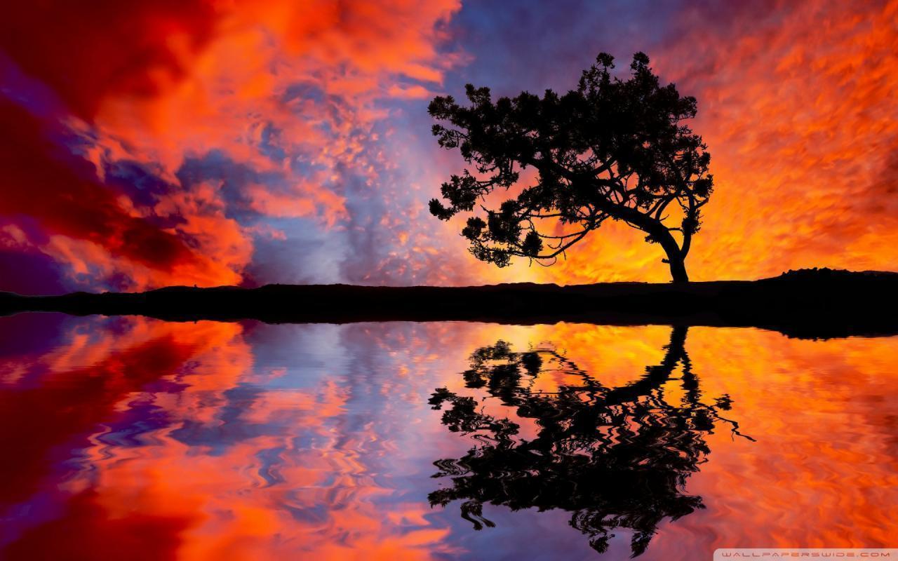 Tree Reflection wallpaper background 1280x800 widescreen HD
