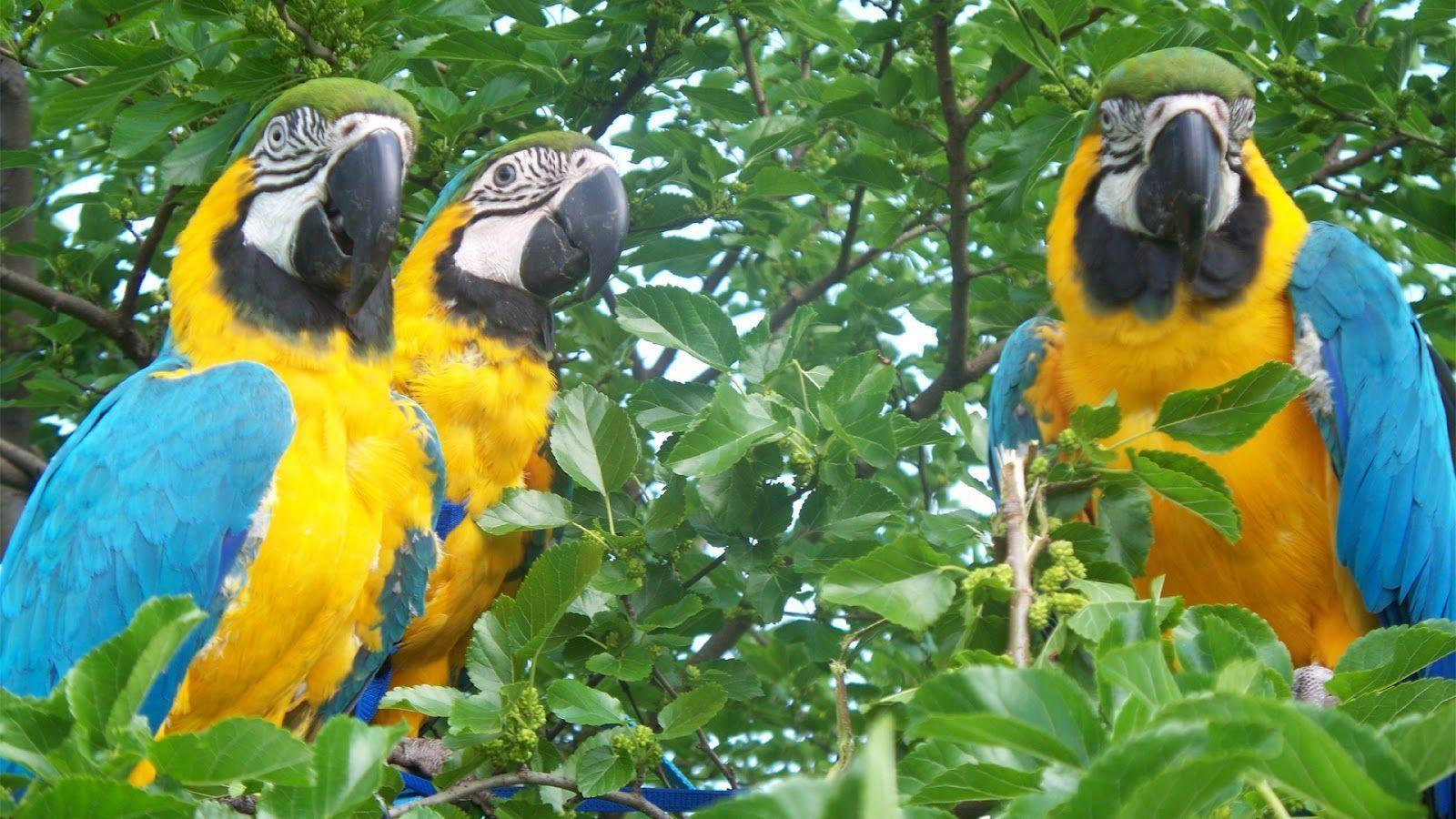Macaw Parrot Wallpaper Download 1600×900 Wallpaper Download