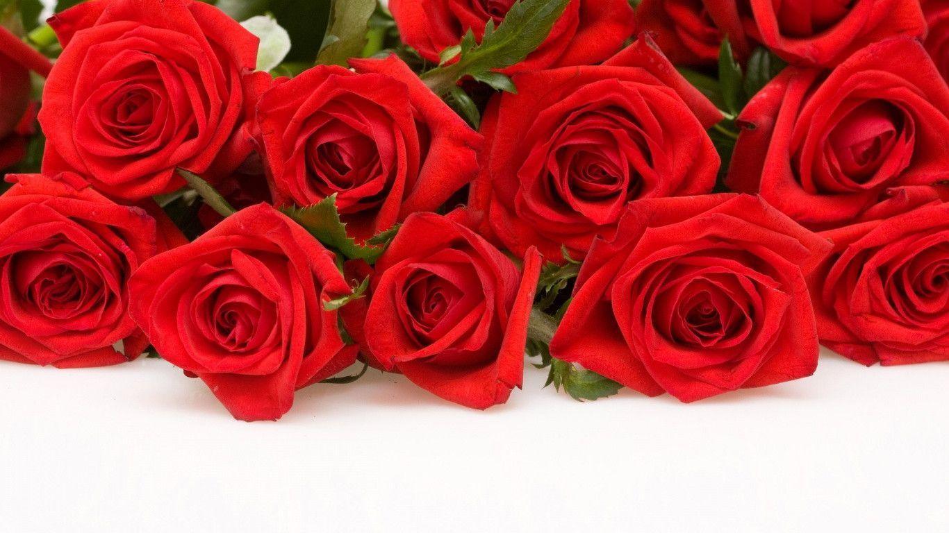 Red Roses Pc Wallpaper
