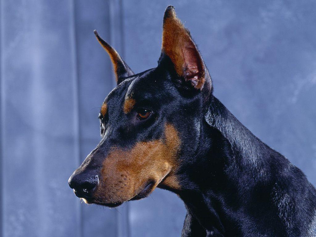 Doberman Dog. Photo and Desktop Wallpaper