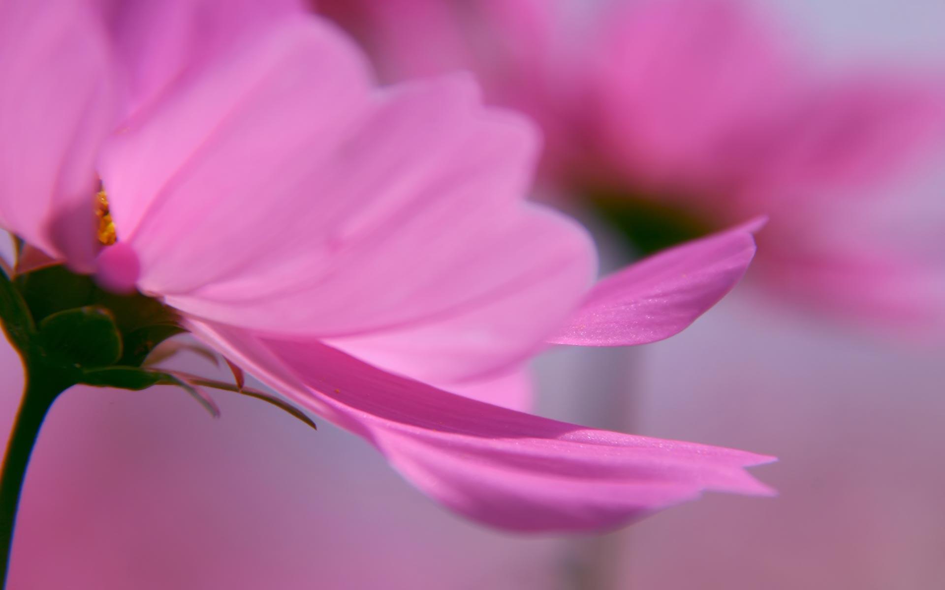 Desktop Wallpaper · Gallery · Nature · Pink petals. Free