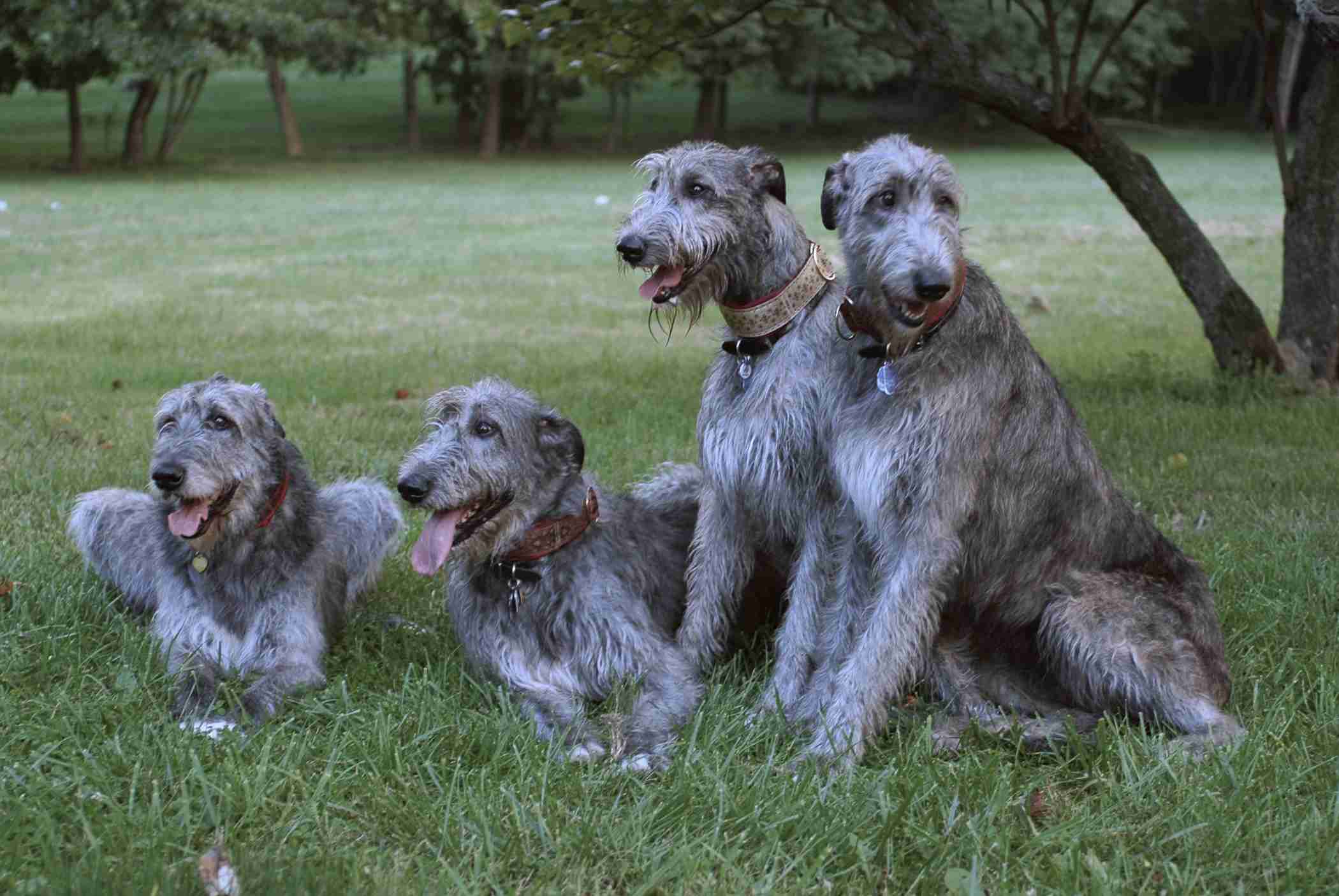 Irish Wolfhound Dog Wallpaper