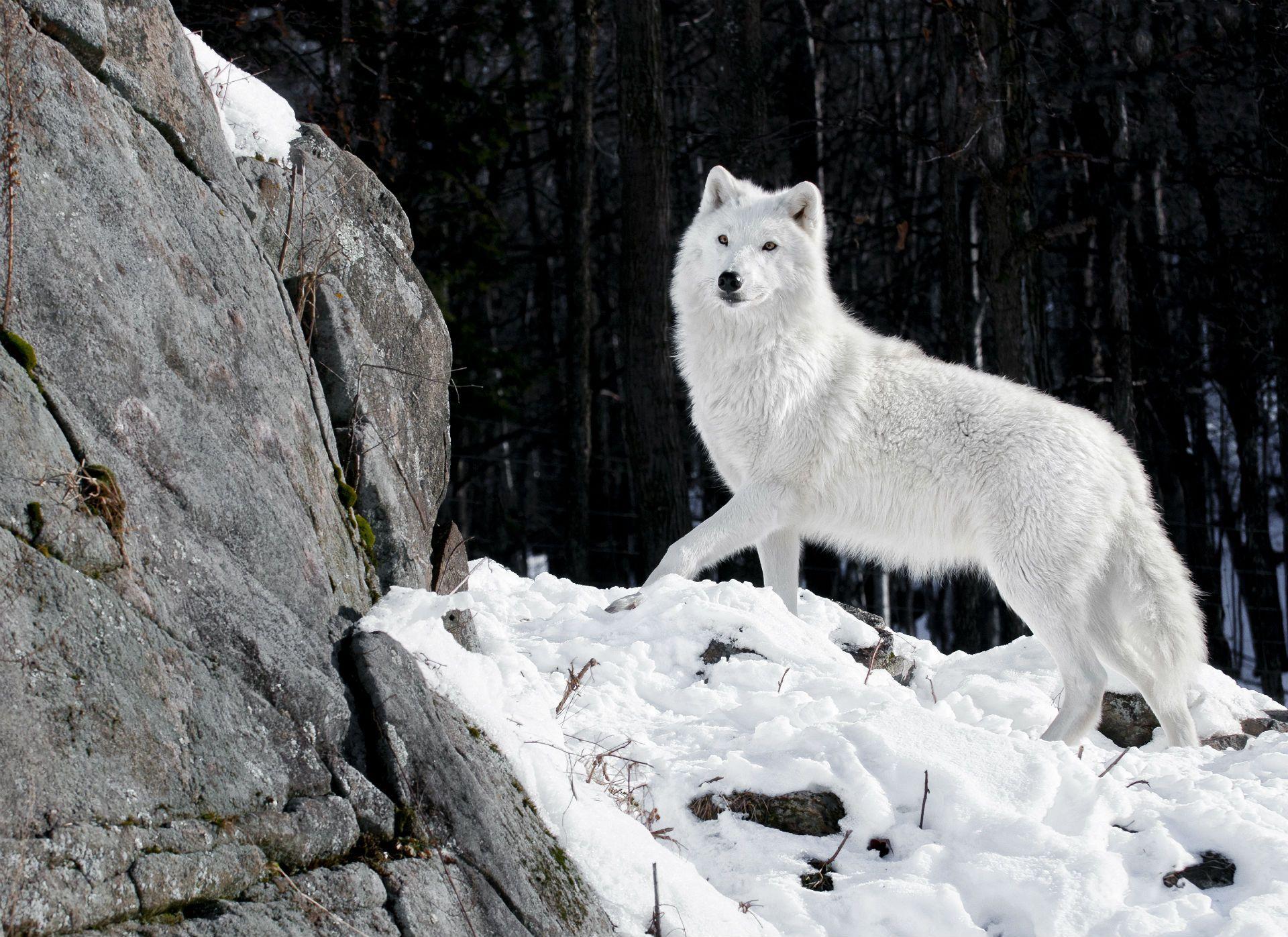 image For > White Wolf Wallpaper iPhone