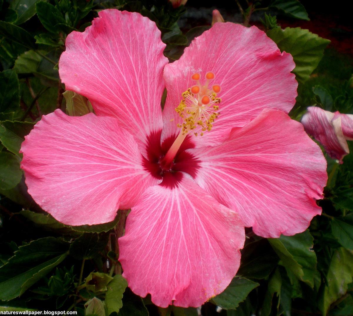 Pic Of Hibiscus Flower Wallpaper