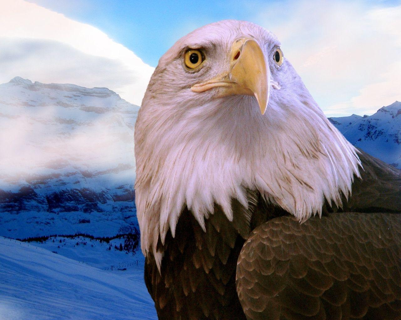 Free Eagle Wallpapers - Wallpaper Cave