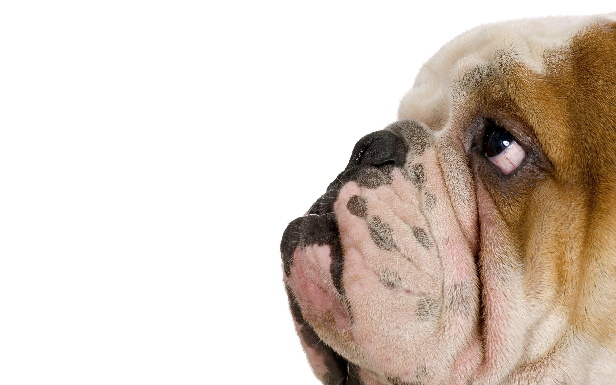 Ugly Dog Wallpaper. Animal HD Wallpaper