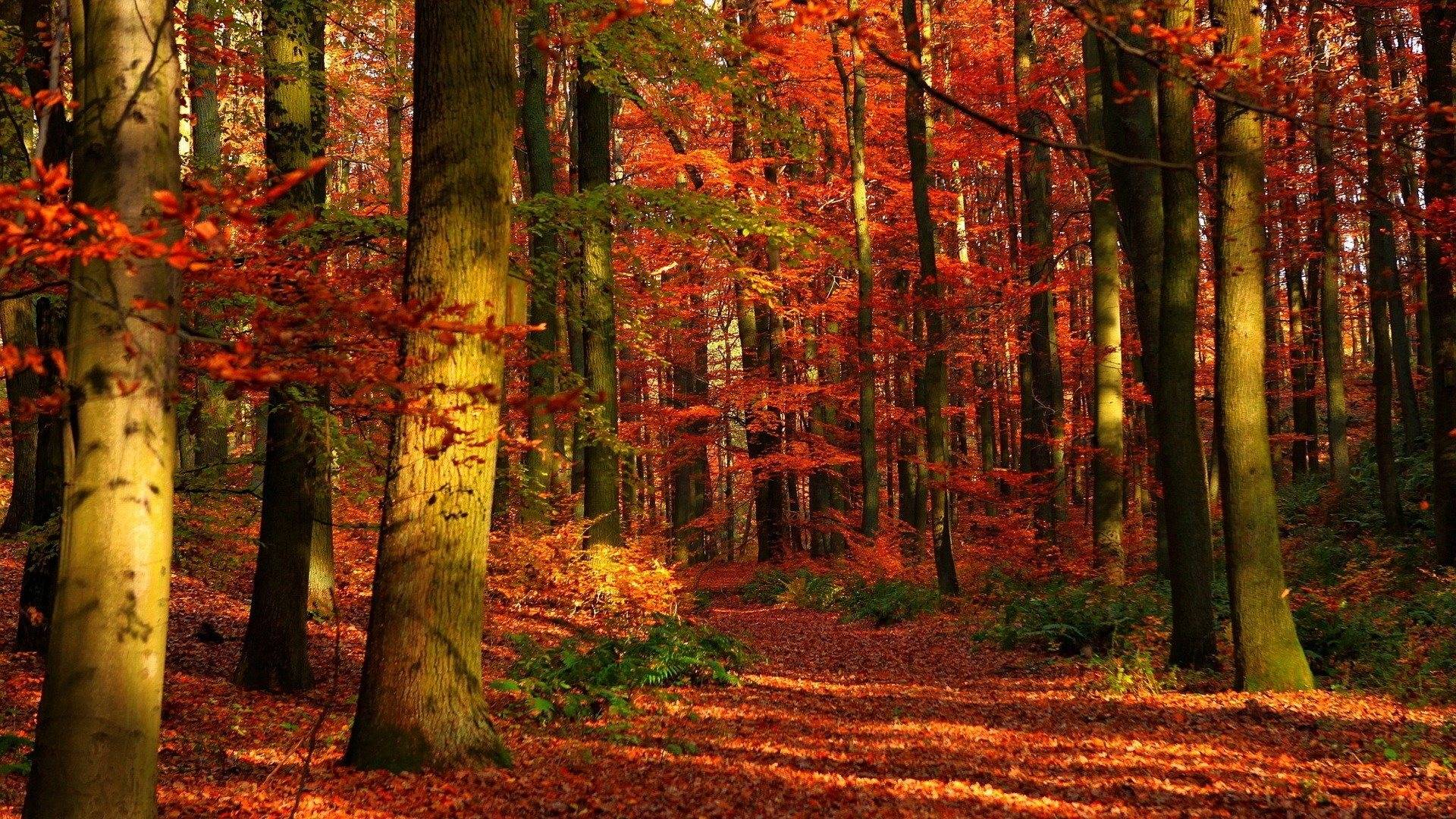 Wallpaper For > Autumn Forest Background