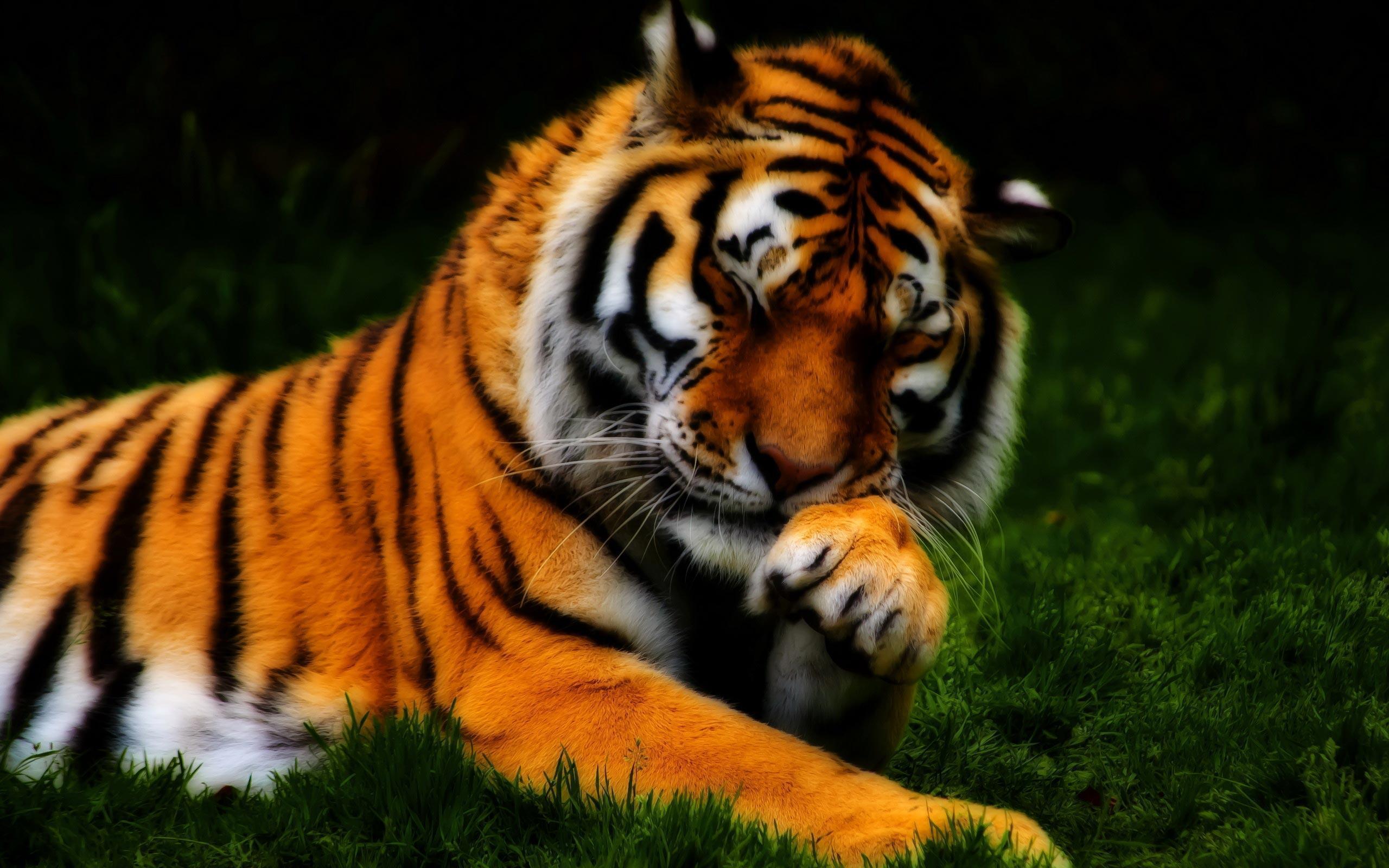 Tigers Wallpaper HD