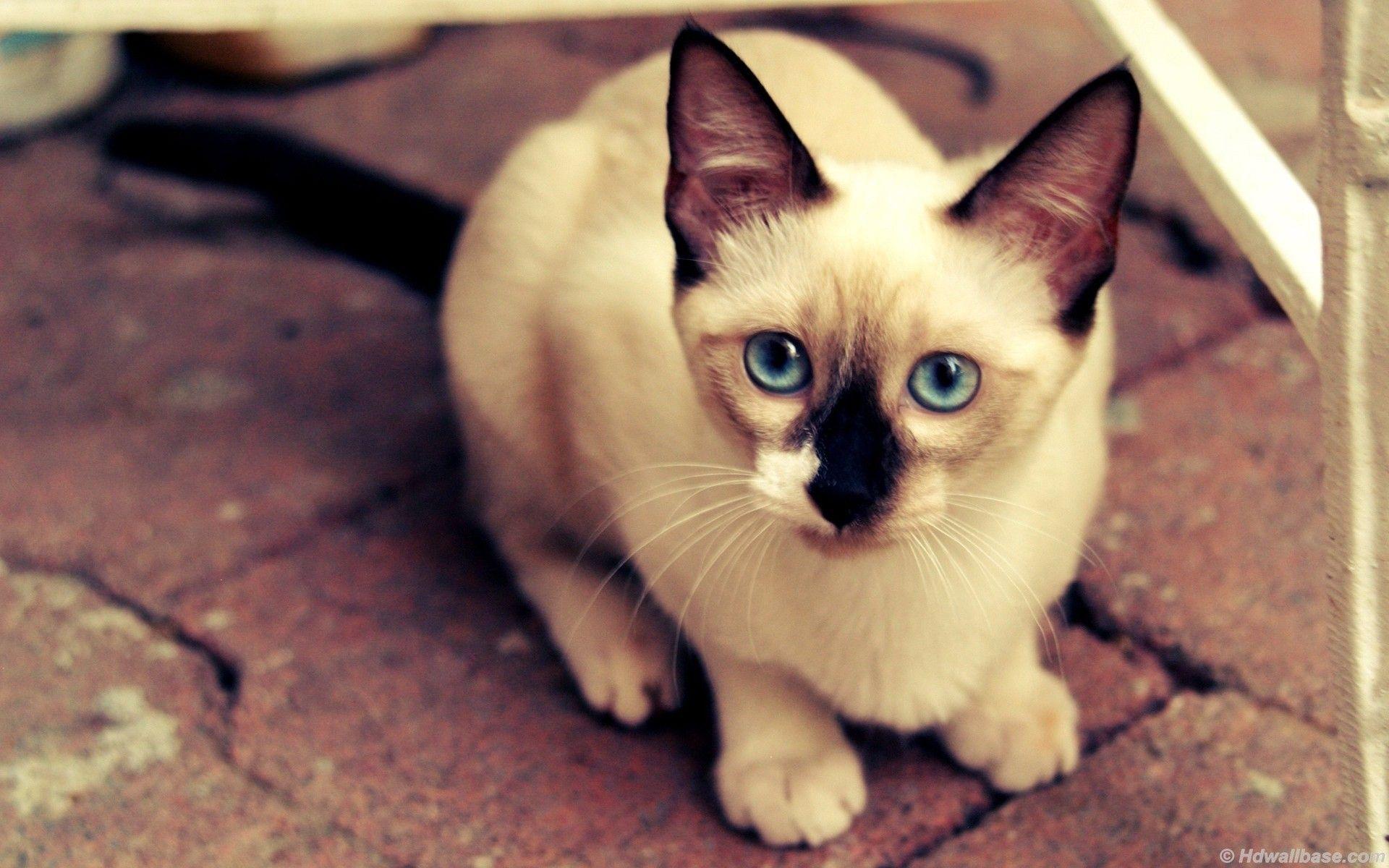 Blue Eyes Siamese Cat wallpaper. Blue Eyes Siamese Cat