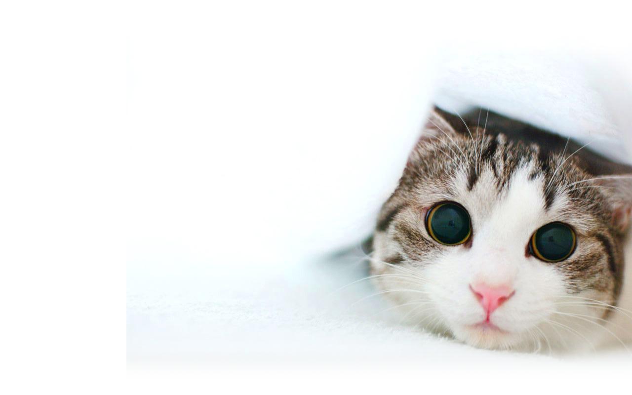 Cat White Background