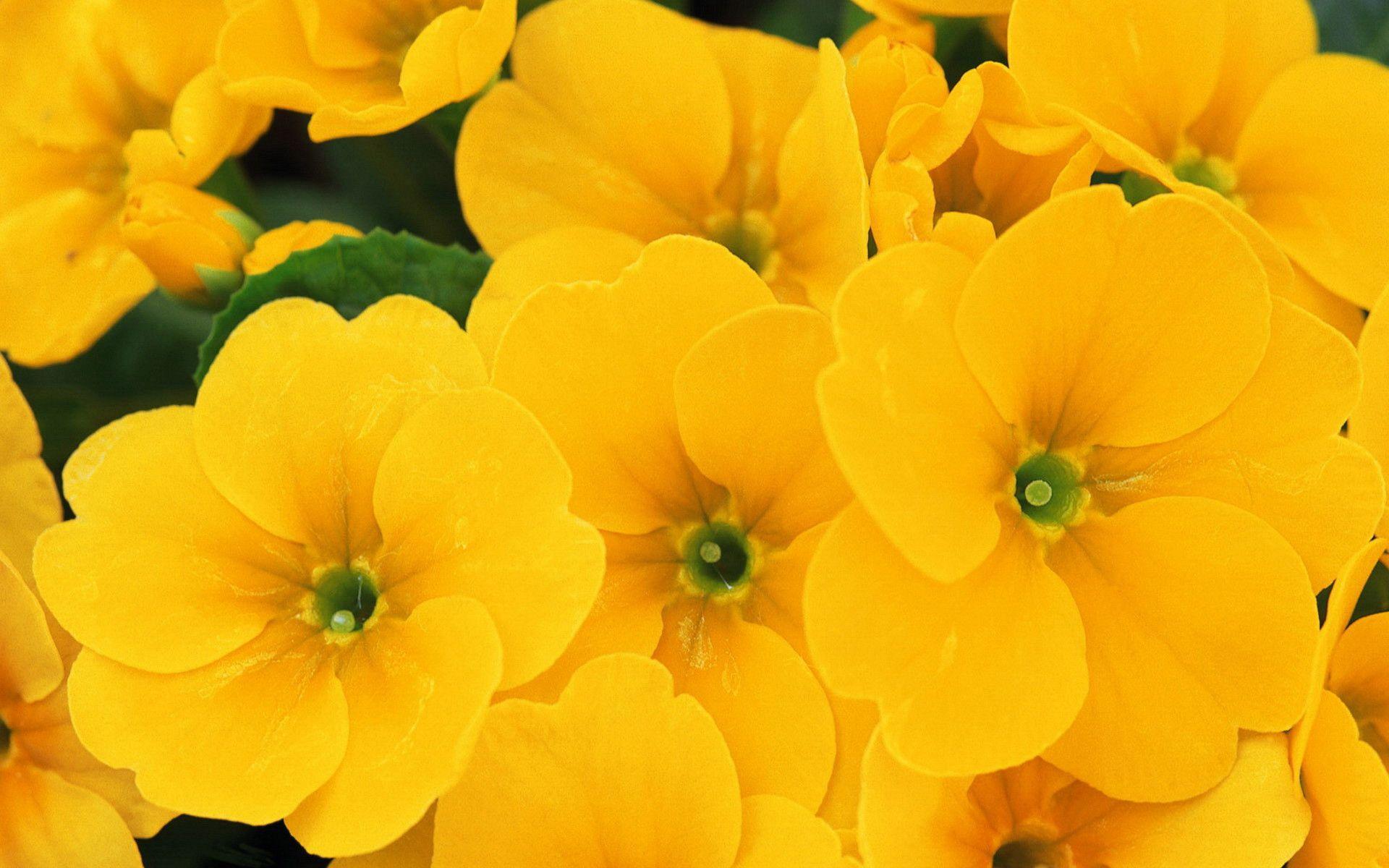 Wallpaper For > Yellow Flower HD Wallpaper