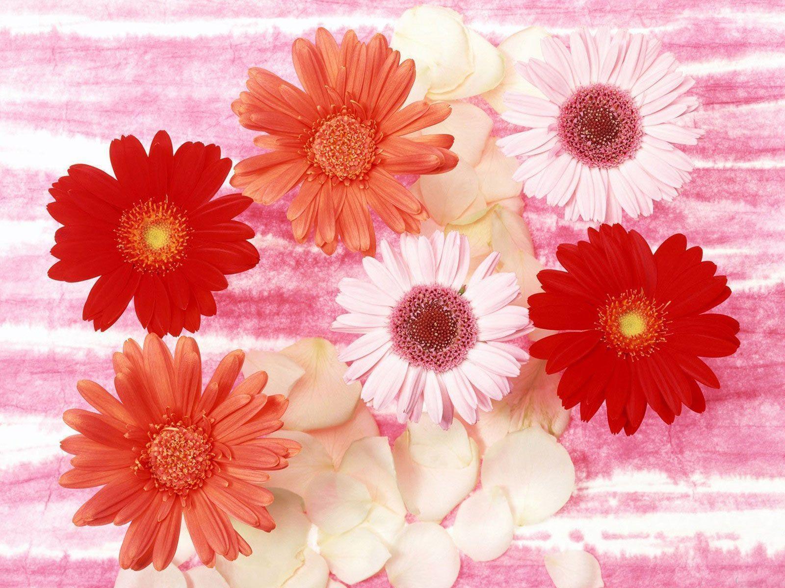 Desktop Background Flowers Wallpaper 1920x1200PX Wallpaper Free