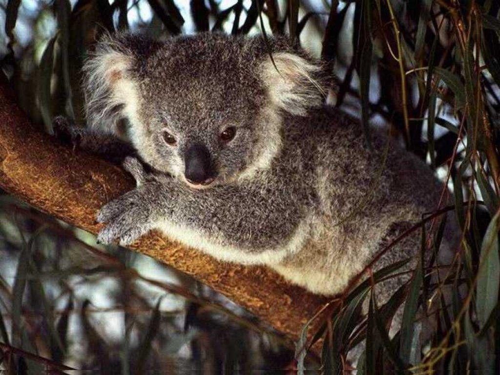 Koala australia animal wallpaper