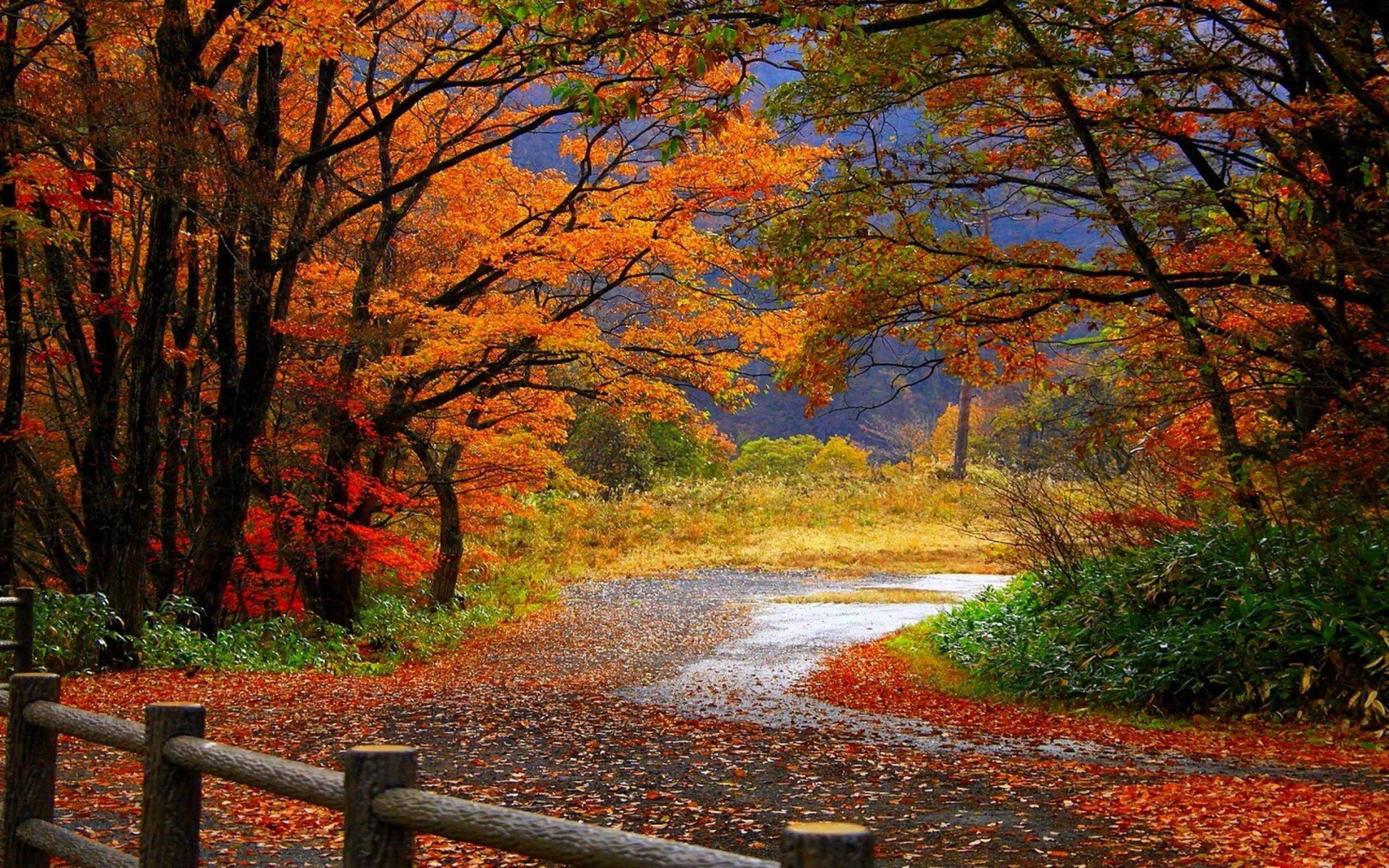 Colorful Autumn Landscape Wallpaper
