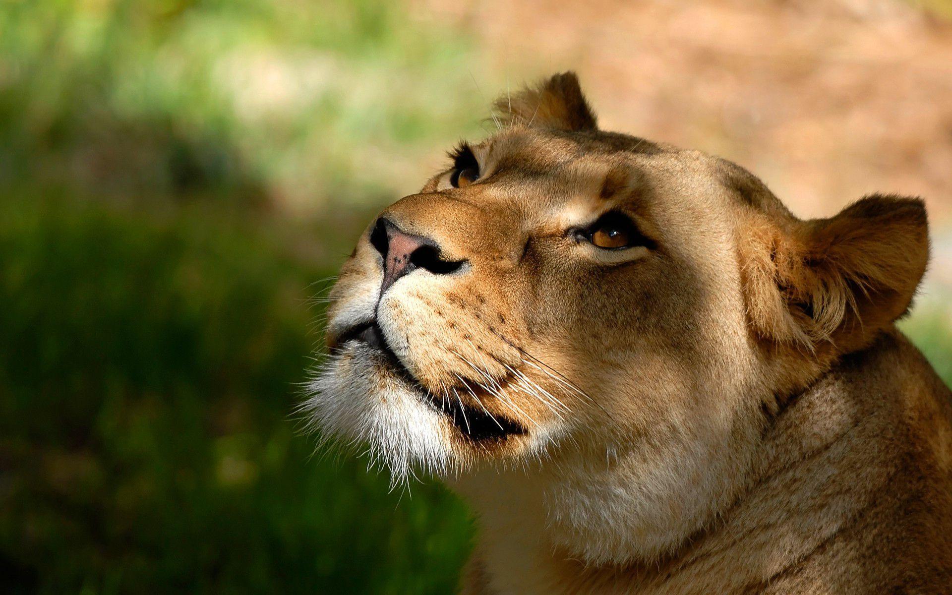 Free Download Lioness Wallpaper in 1920x1200 resolutions
