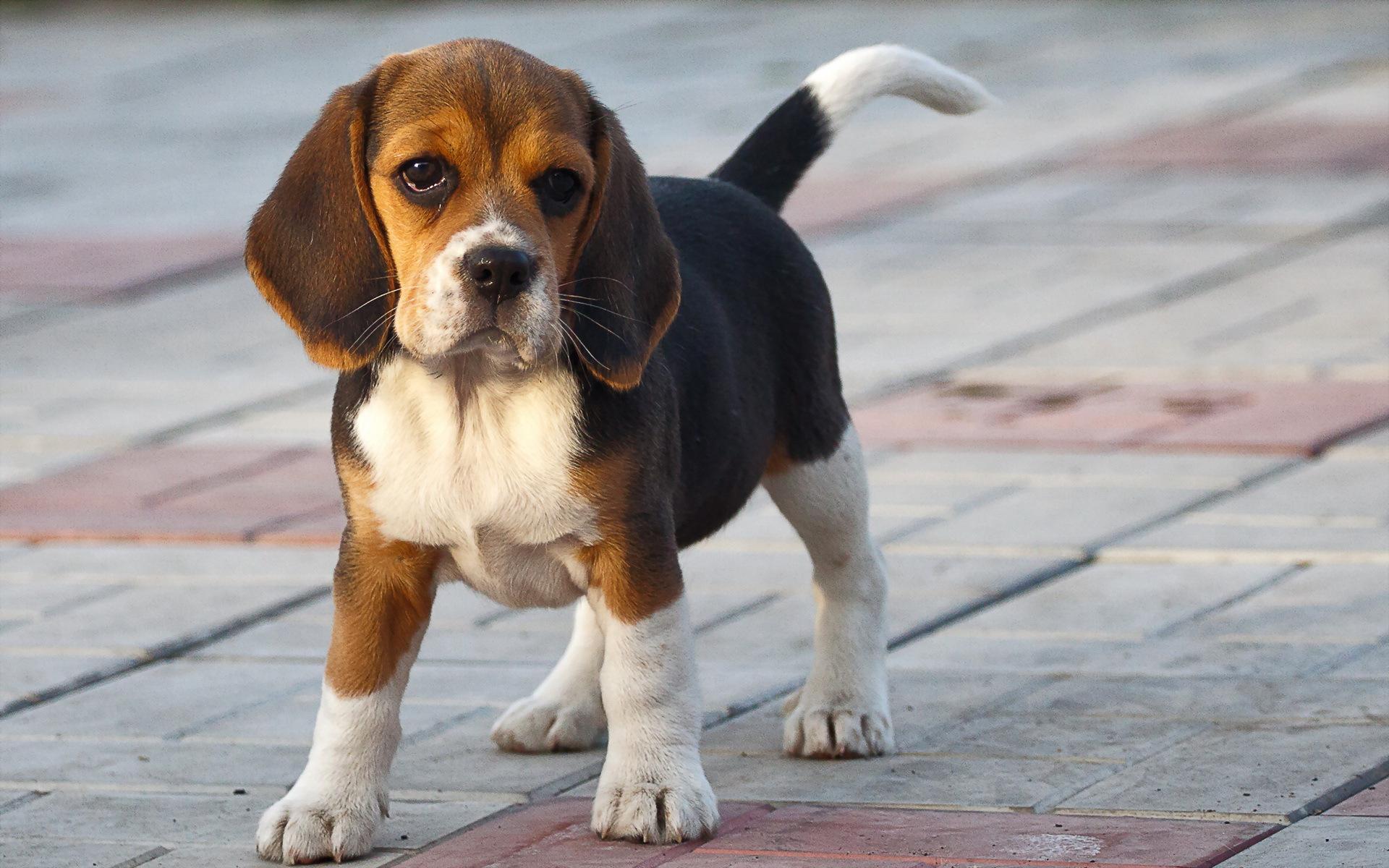 Most Downloaded Beagle Wallpaper HD wallpaper search