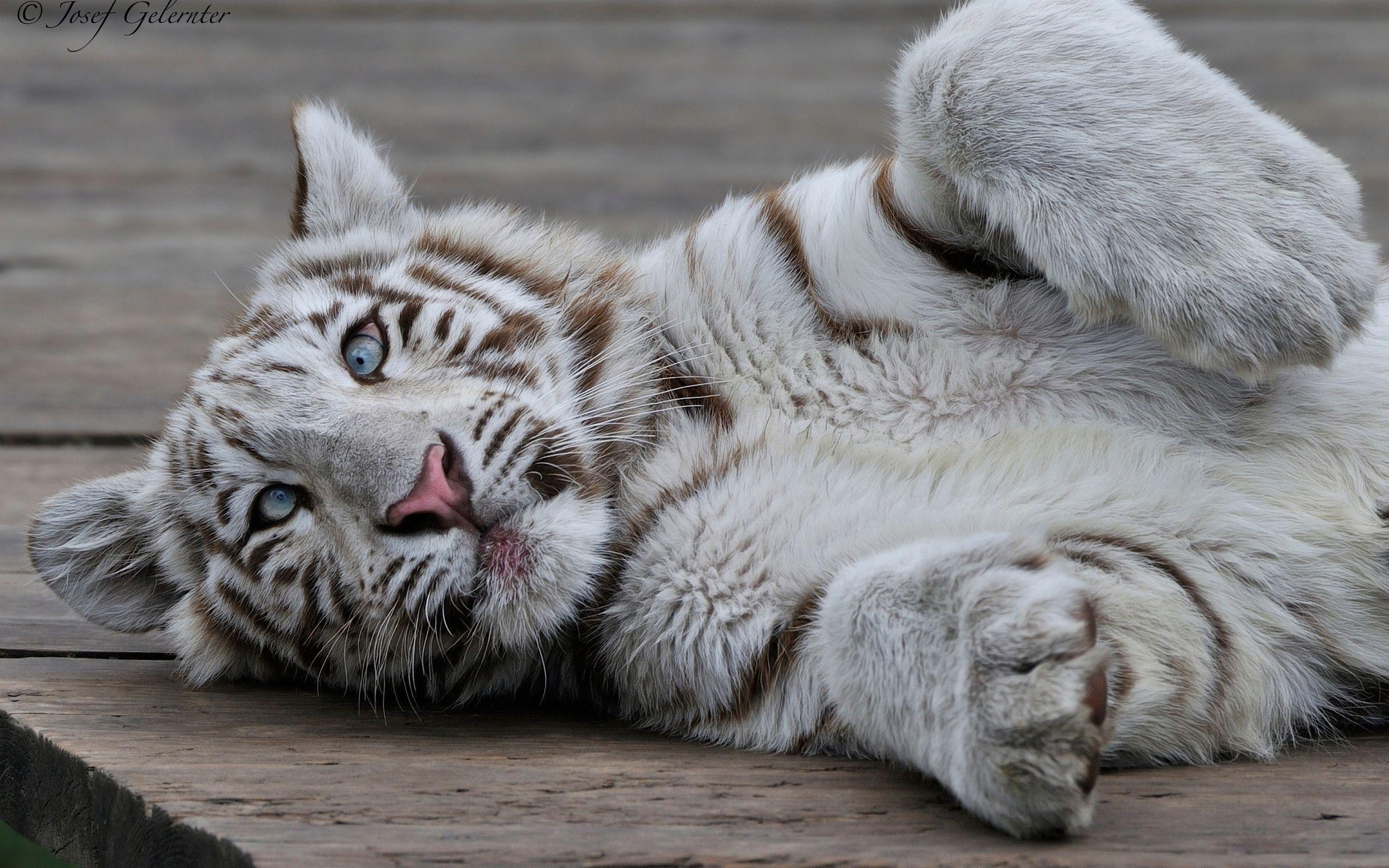Playing White Tiger Cub Wallpaper. Animals And Birds Wallpaper
