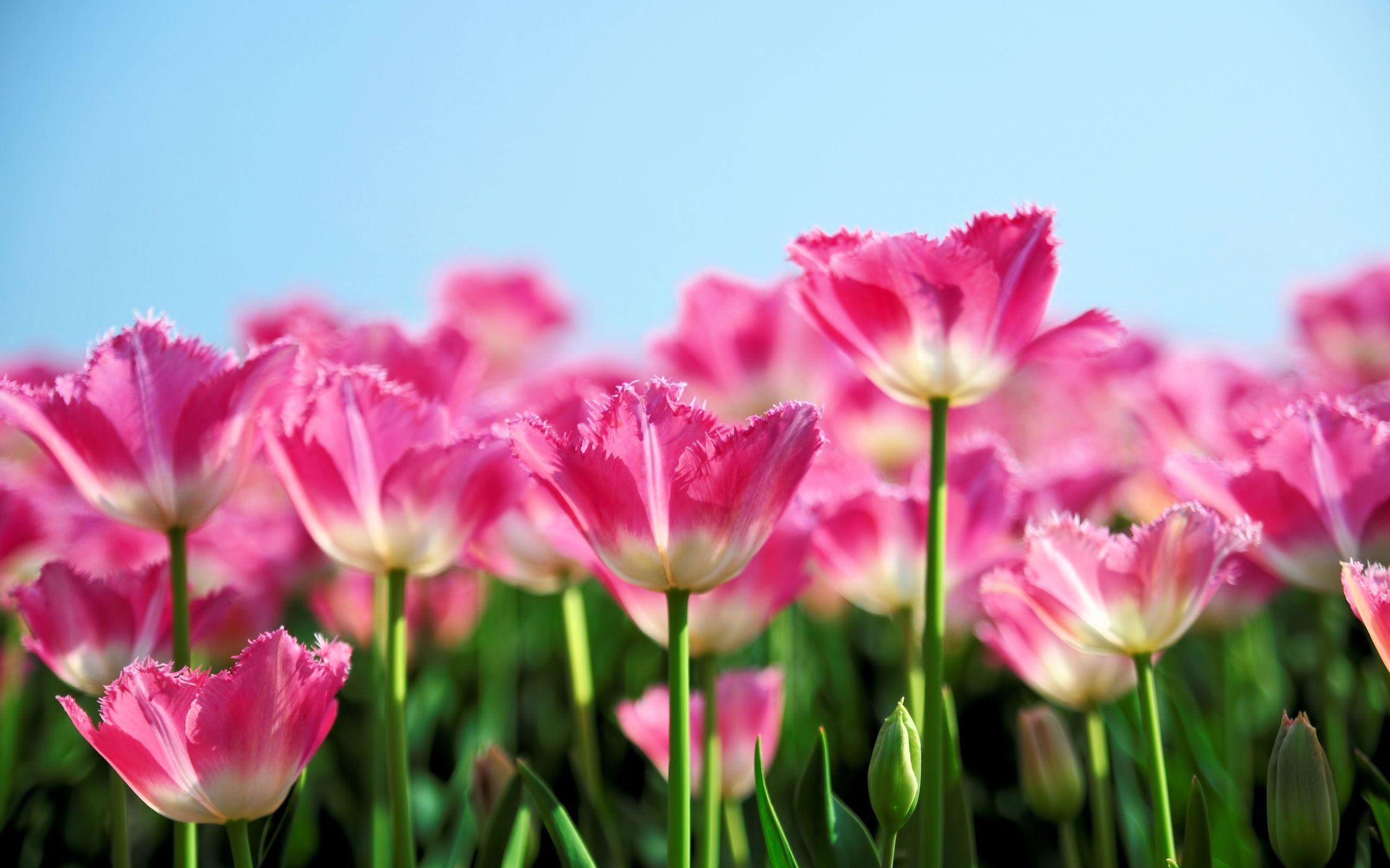 PInk Tulip Flowers Bloom In Spring The Blue Sky Background