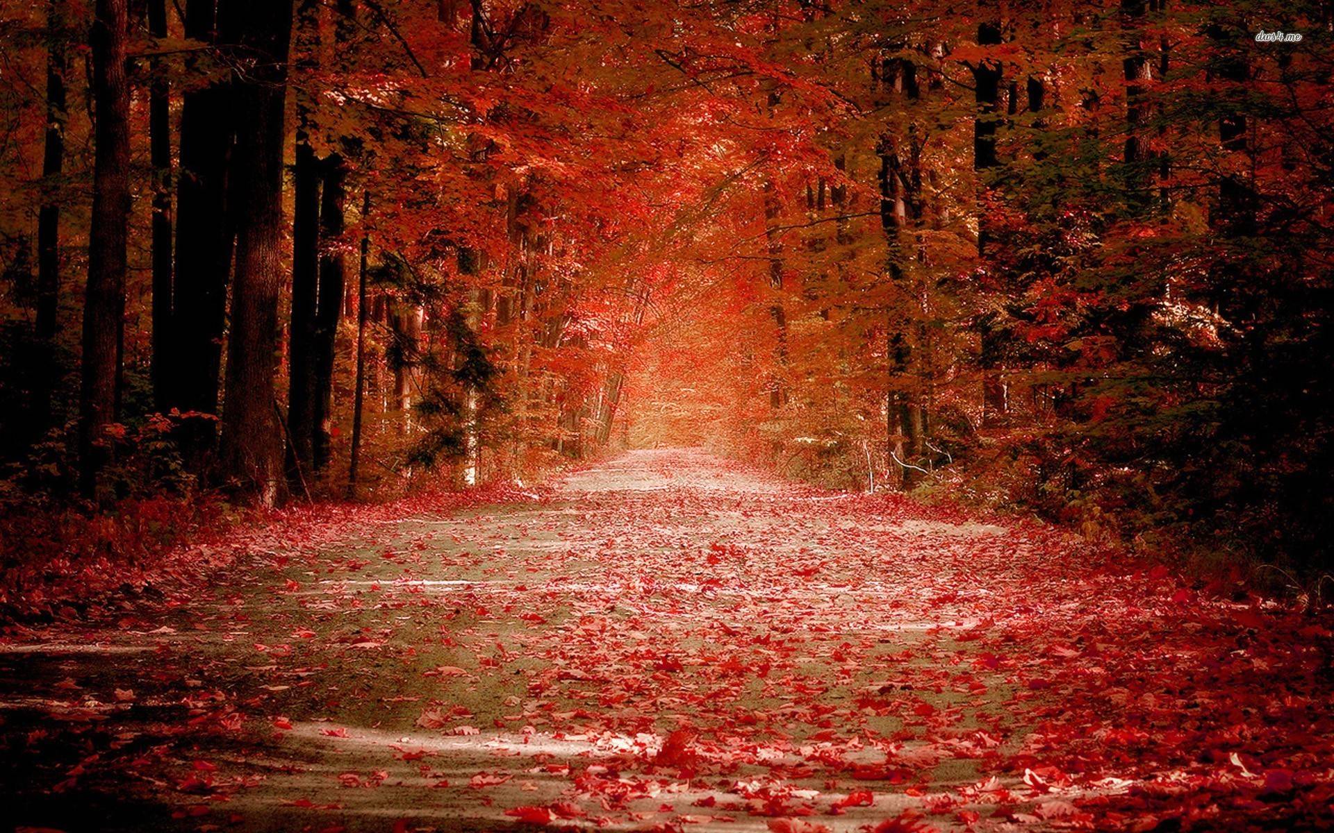 Red autumn wallpaper wallpaper - #