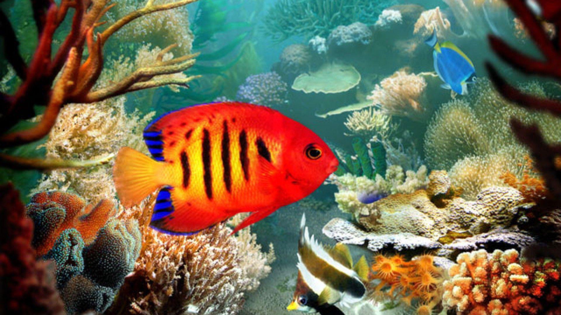 Tropical Fish 3D wallpaper
