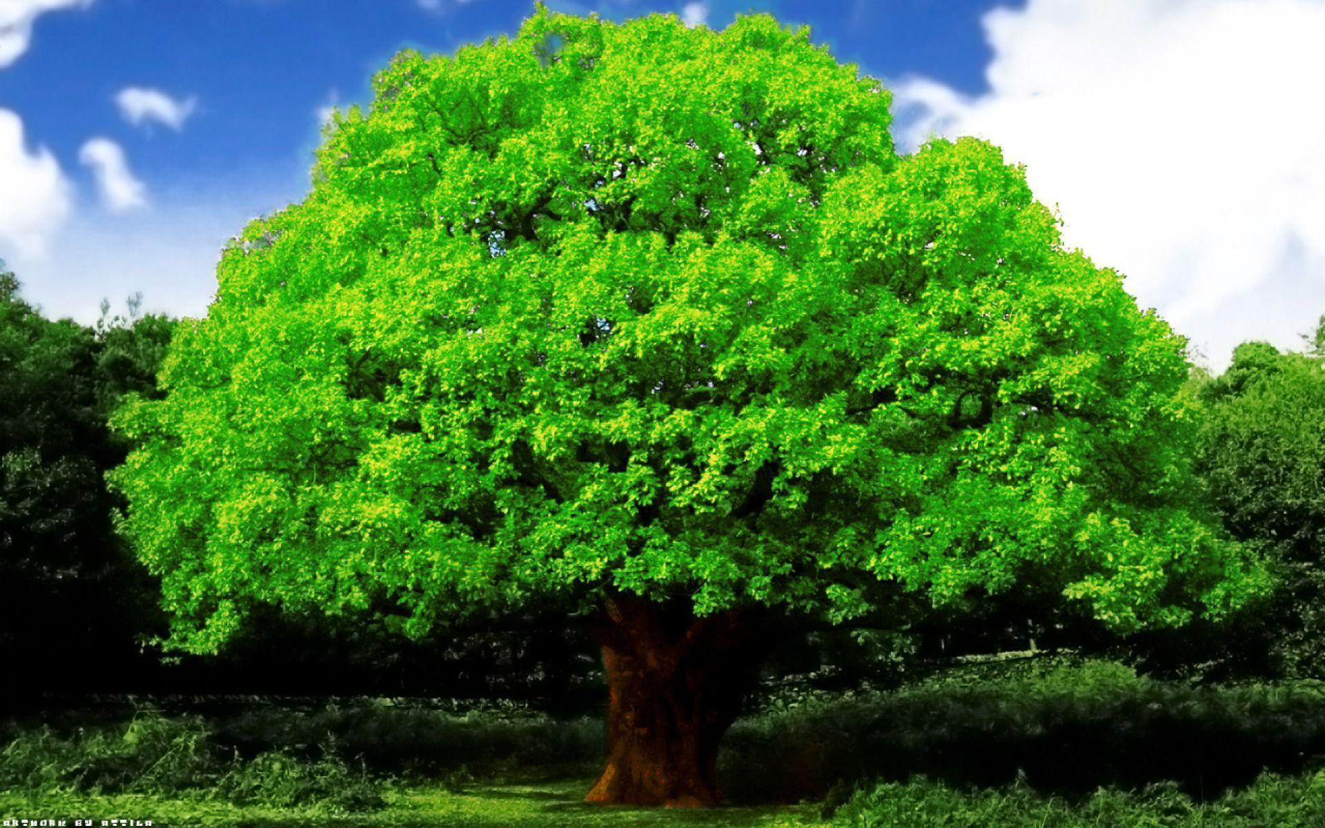 Green Flourishing Oak Tree desktop wallpaper