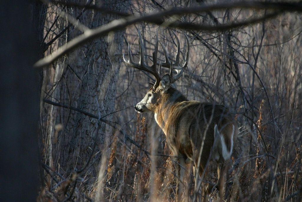 Whitetail Deer Wallpaper Whitetail Deer Backgrounds for PC HD 