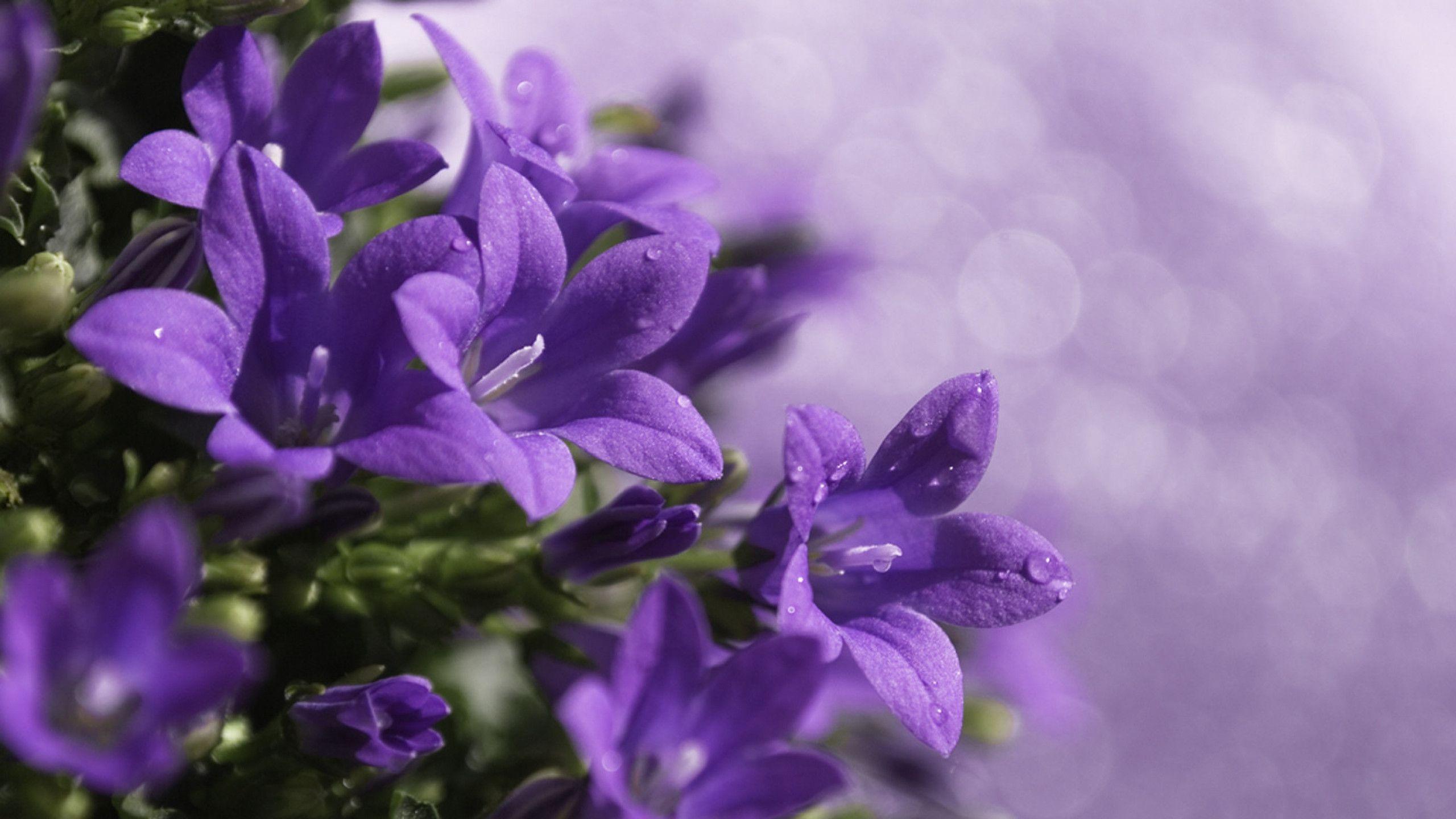 Purple Flower Wallpaper For Living Room
