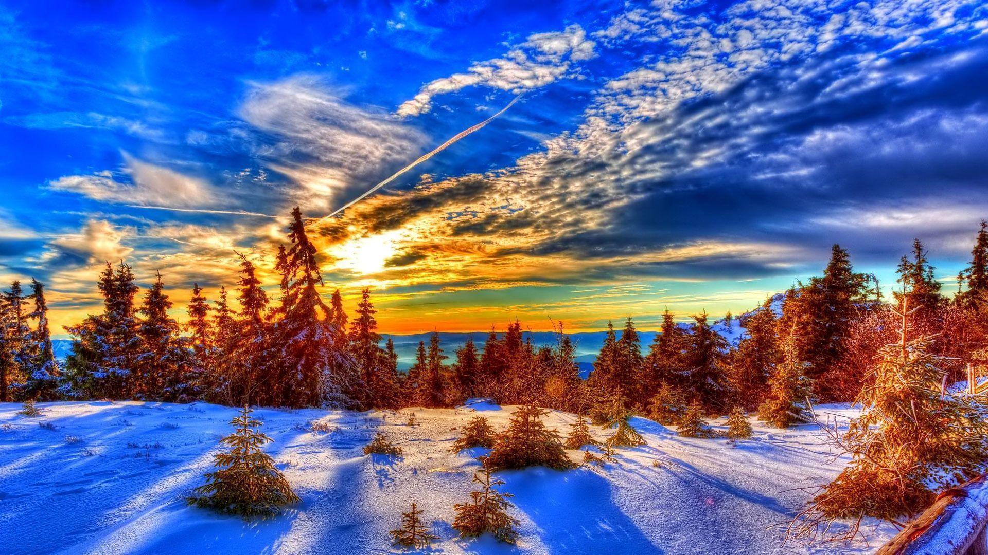 Winter sunlight over pine forest Wallpaper #