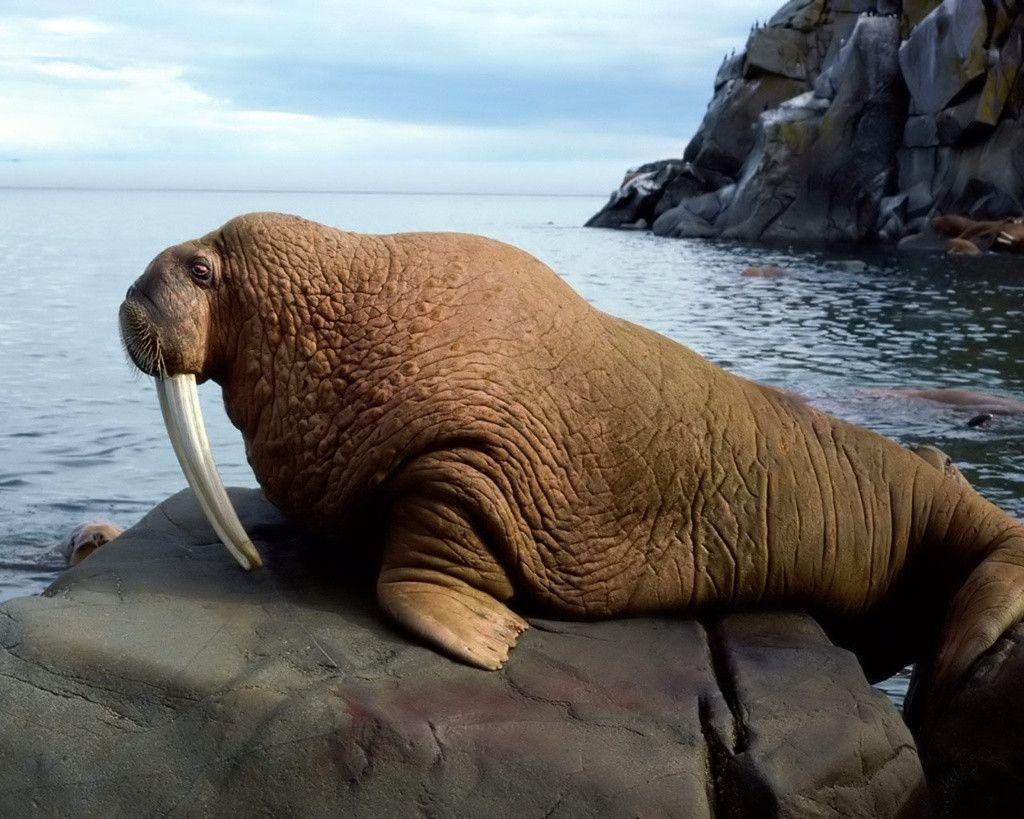 QQ Wallpaper: Animal Walrus Wallpaper