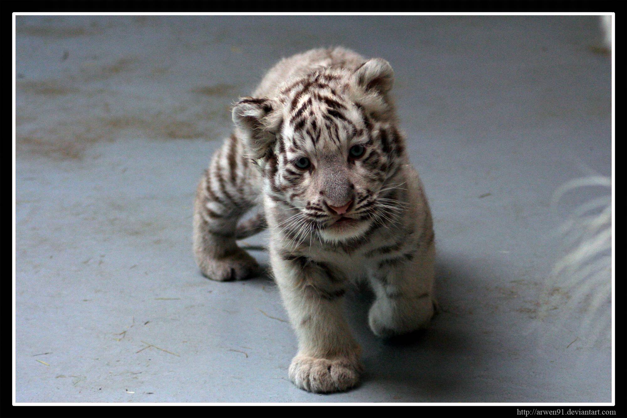 Picture Of White Tiger Cubs 5647 HD Desktop Background