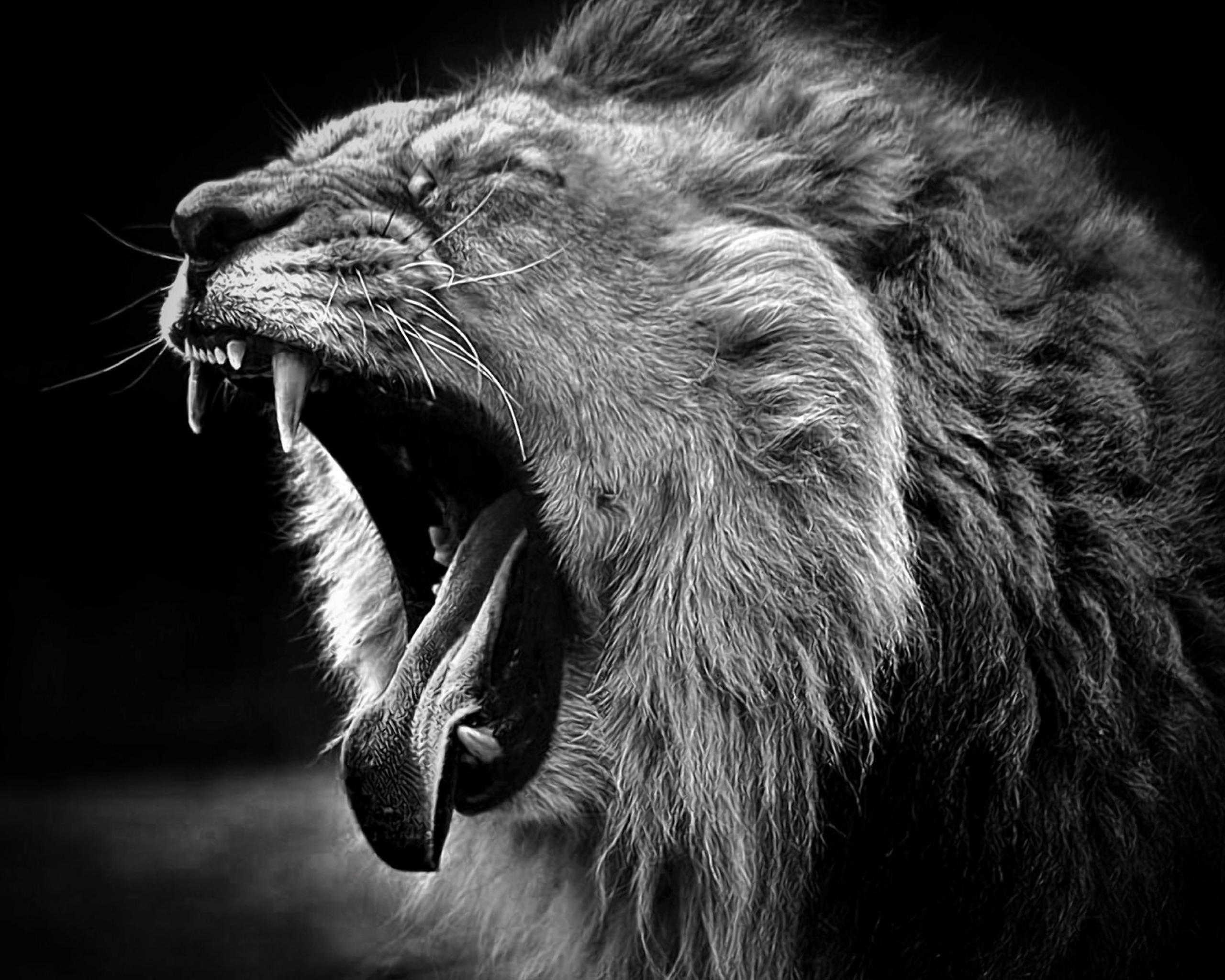 Wallpaper Lion Animals Black And White Open Yawn 2560×2048