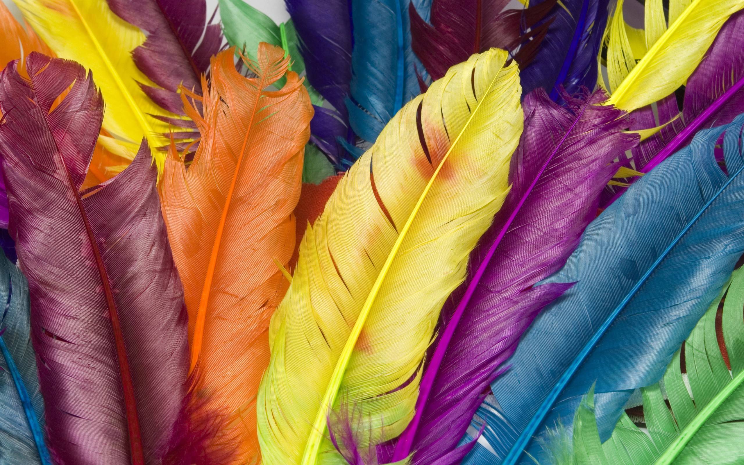 Feathers in colour Desktop wallpaper 1920x1080