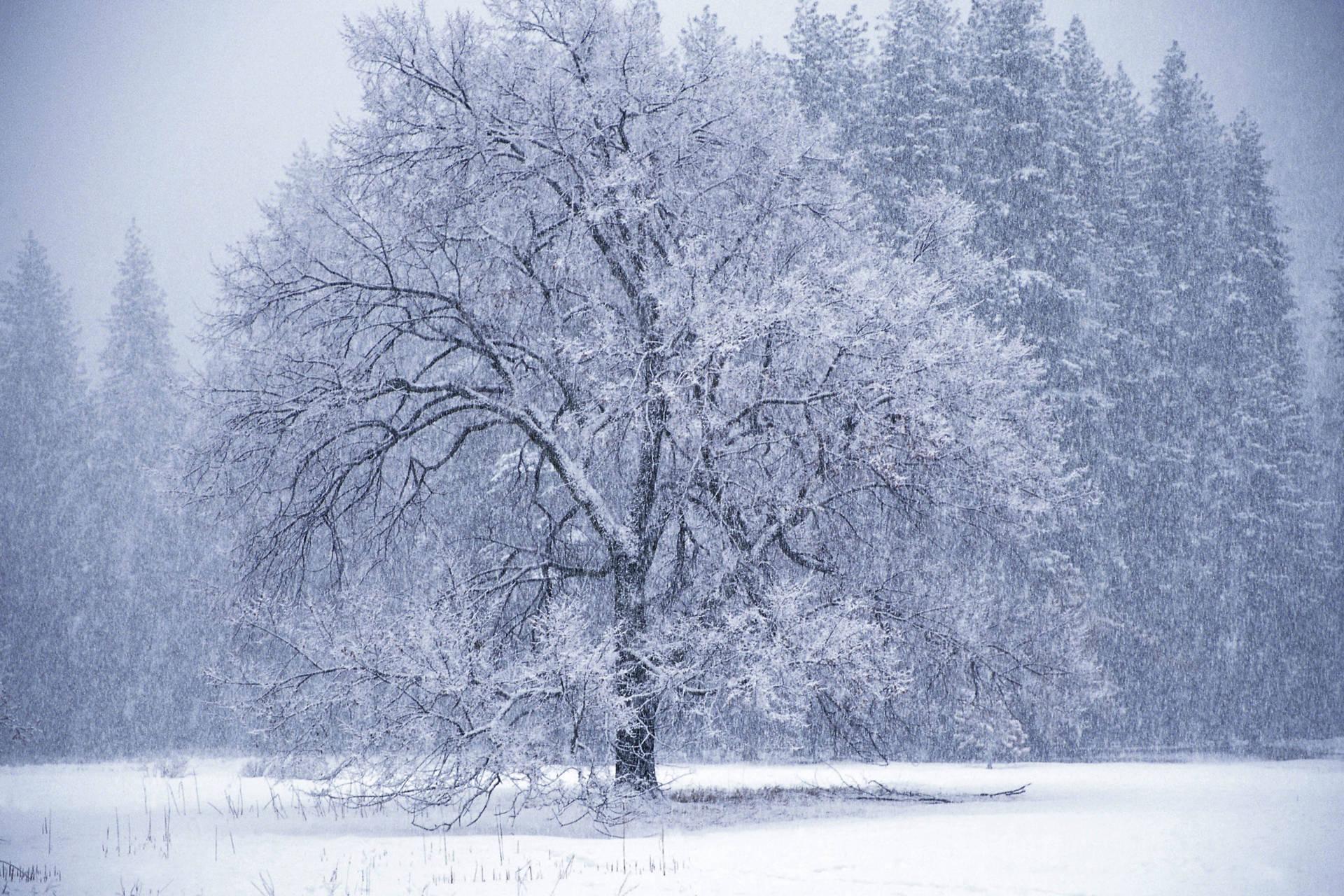 Winter tree snow storm Wallpaper 1444369814