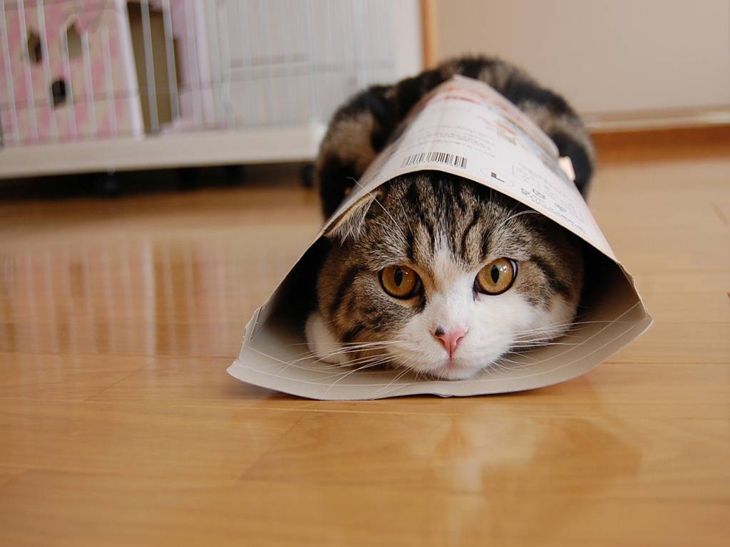 image For > Maru The Cat Wallpaper
