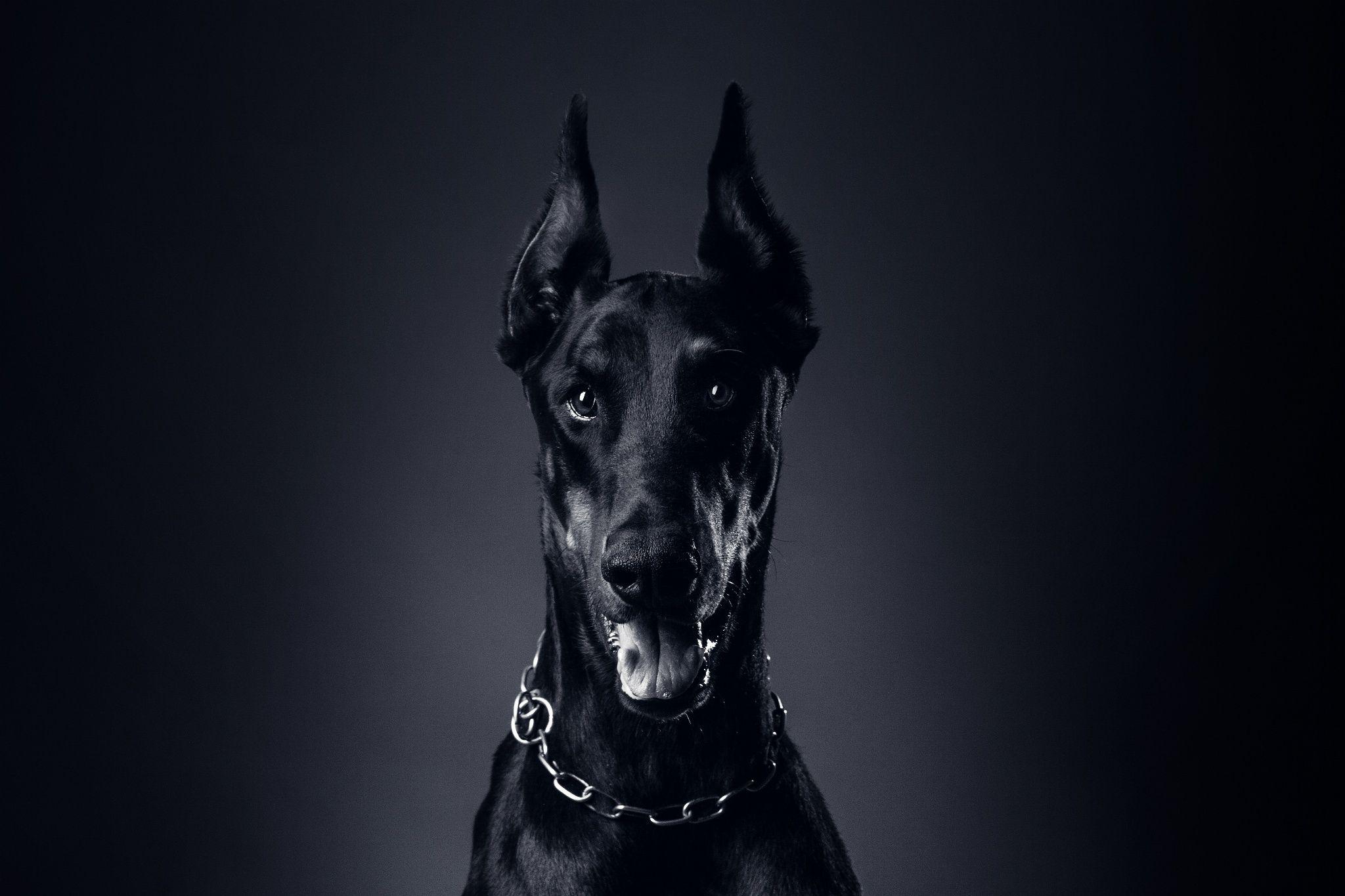 Wallpaper dog, doberman pinscher, language, chain, collar