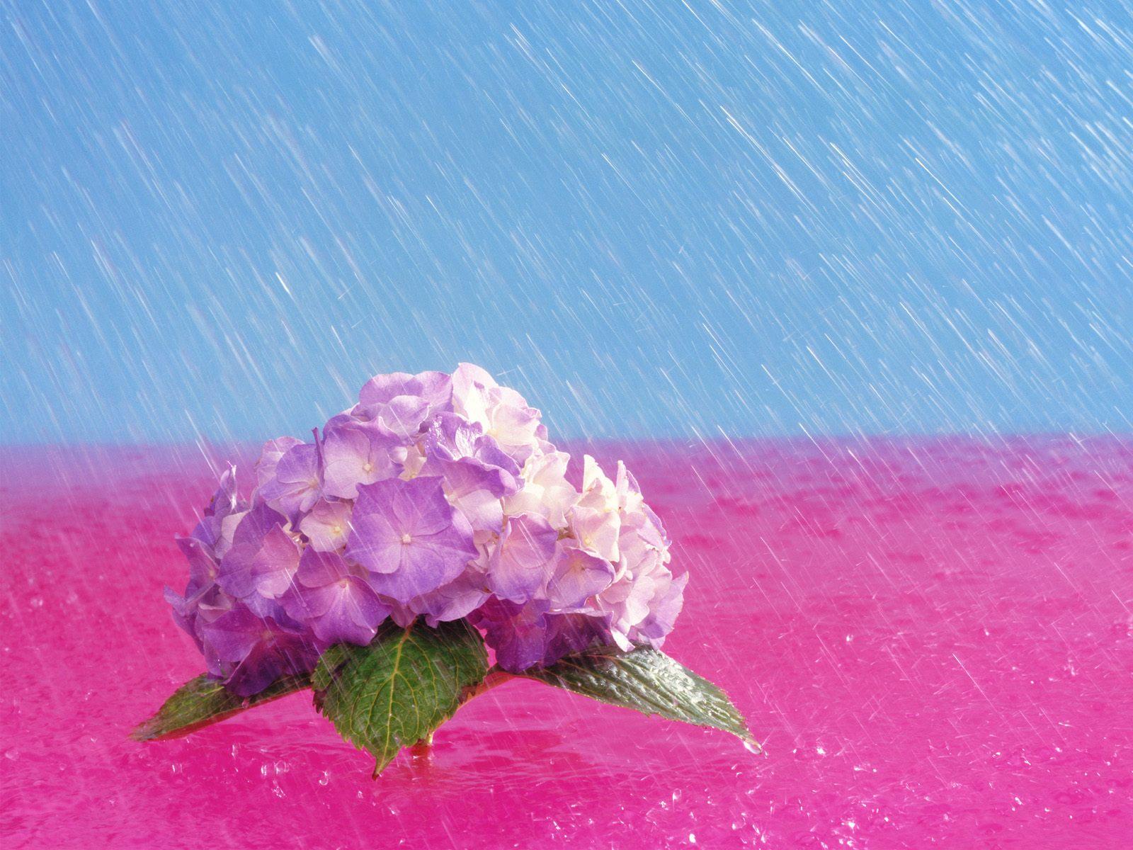 April showers bring may flowers free desktop background